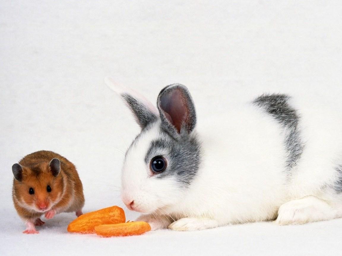 1152x864 Wild Rabbit In Forest Wallpaper For Desktop Zibrato Desktop Background