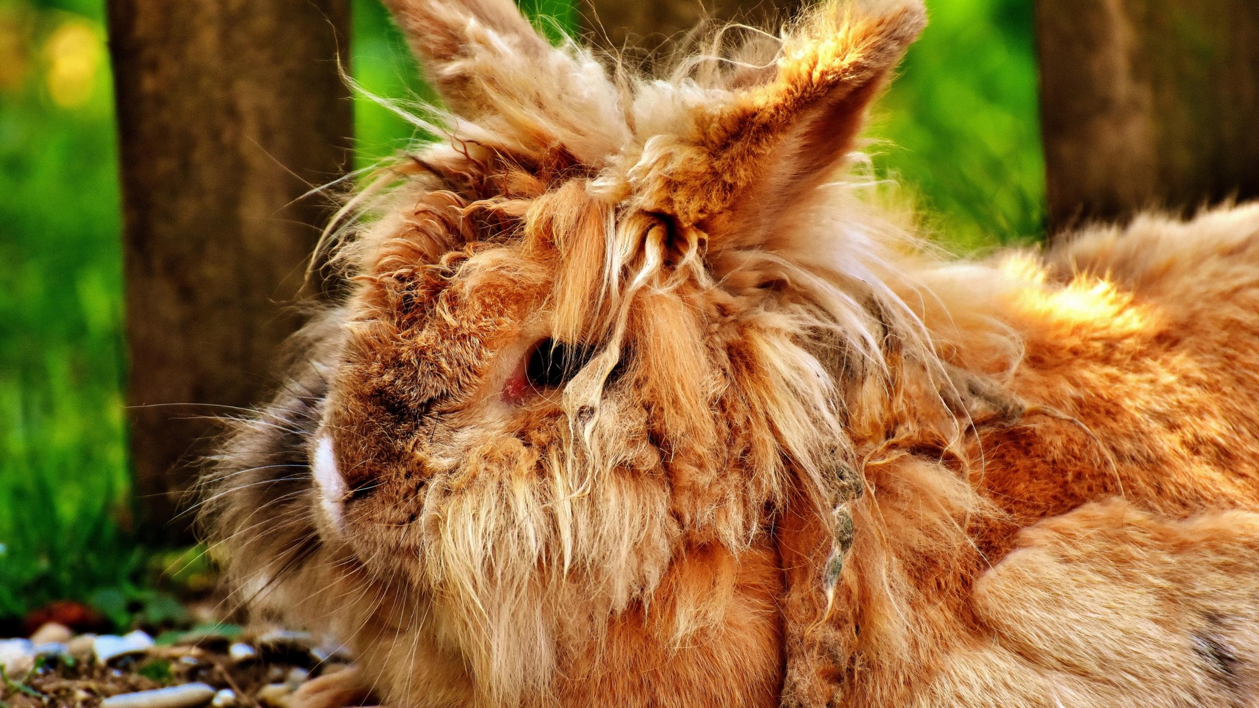 2560x1440 Desktop Wallpaper Wild, Rabbit, Furry Animal, Cute, HD Image, Picture, Background, 62290d