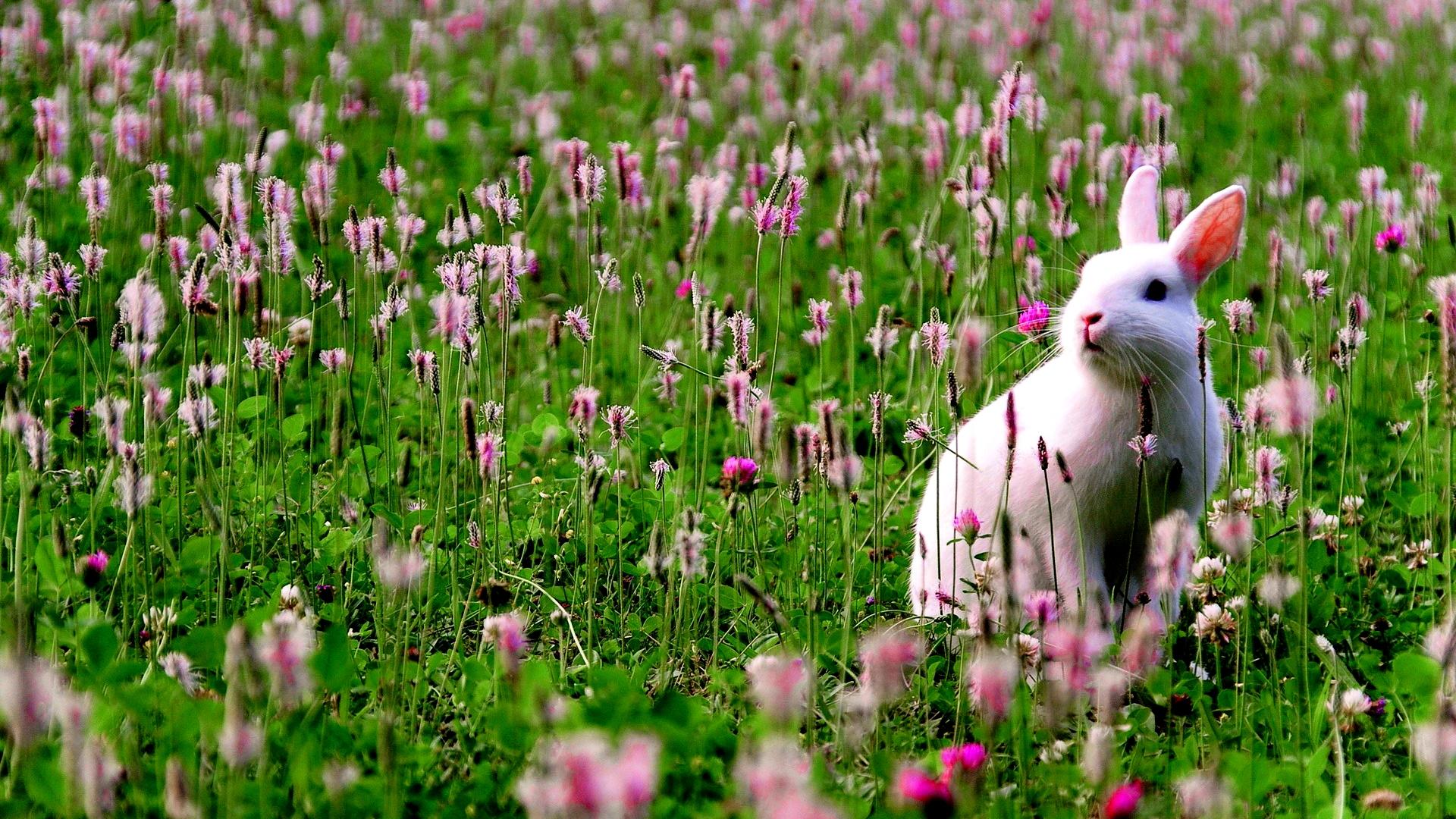1920x1080 Bunny Wallpaper