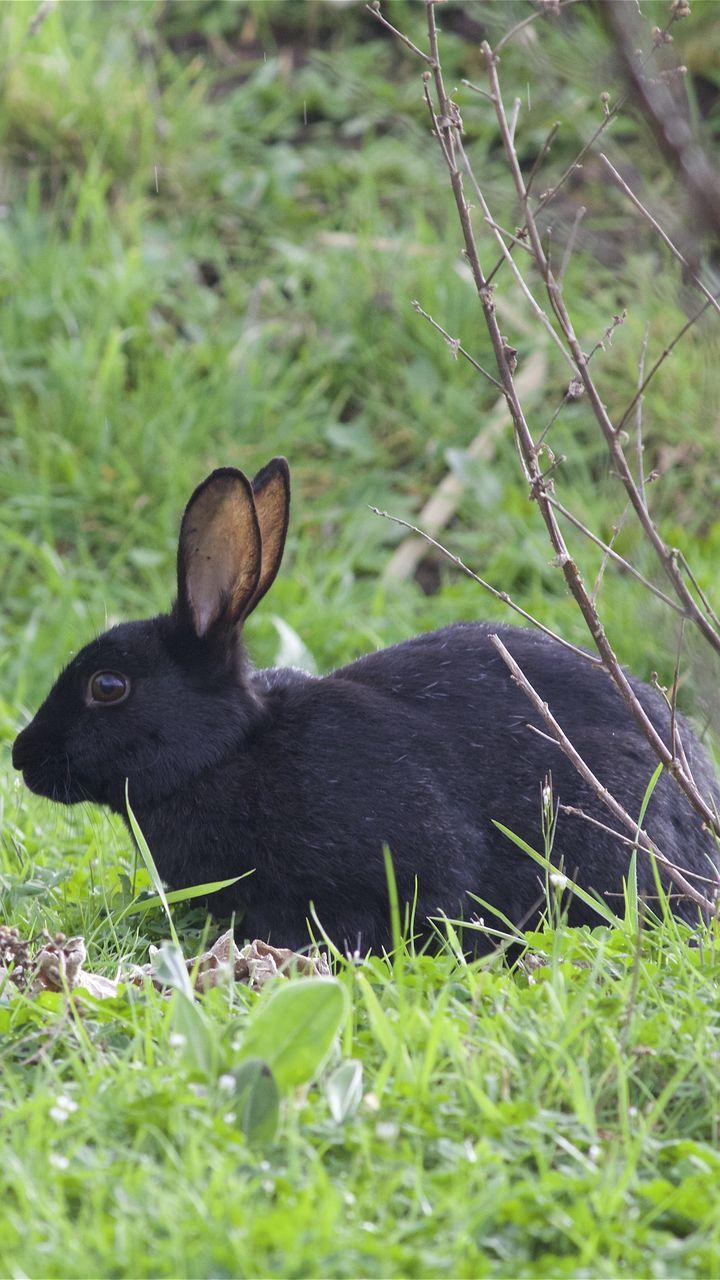 Wild Rabbit Wallpapers - Top Free Wild Rabbit Backgrounds - WallpaperAccess