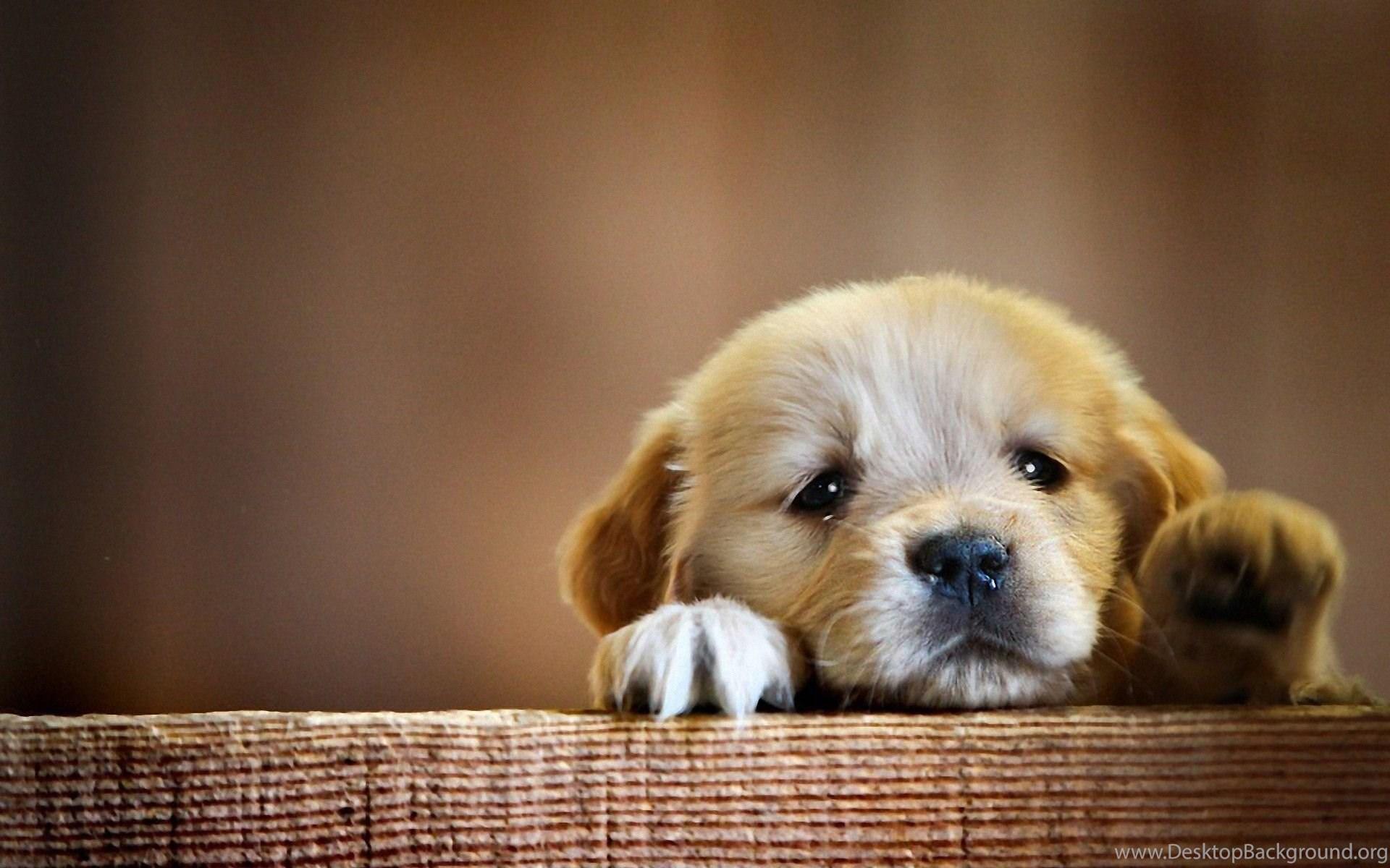 1920x1200 Wallpaper Very Cute Little Puppy HD Wallpaper Expert Desktop Background