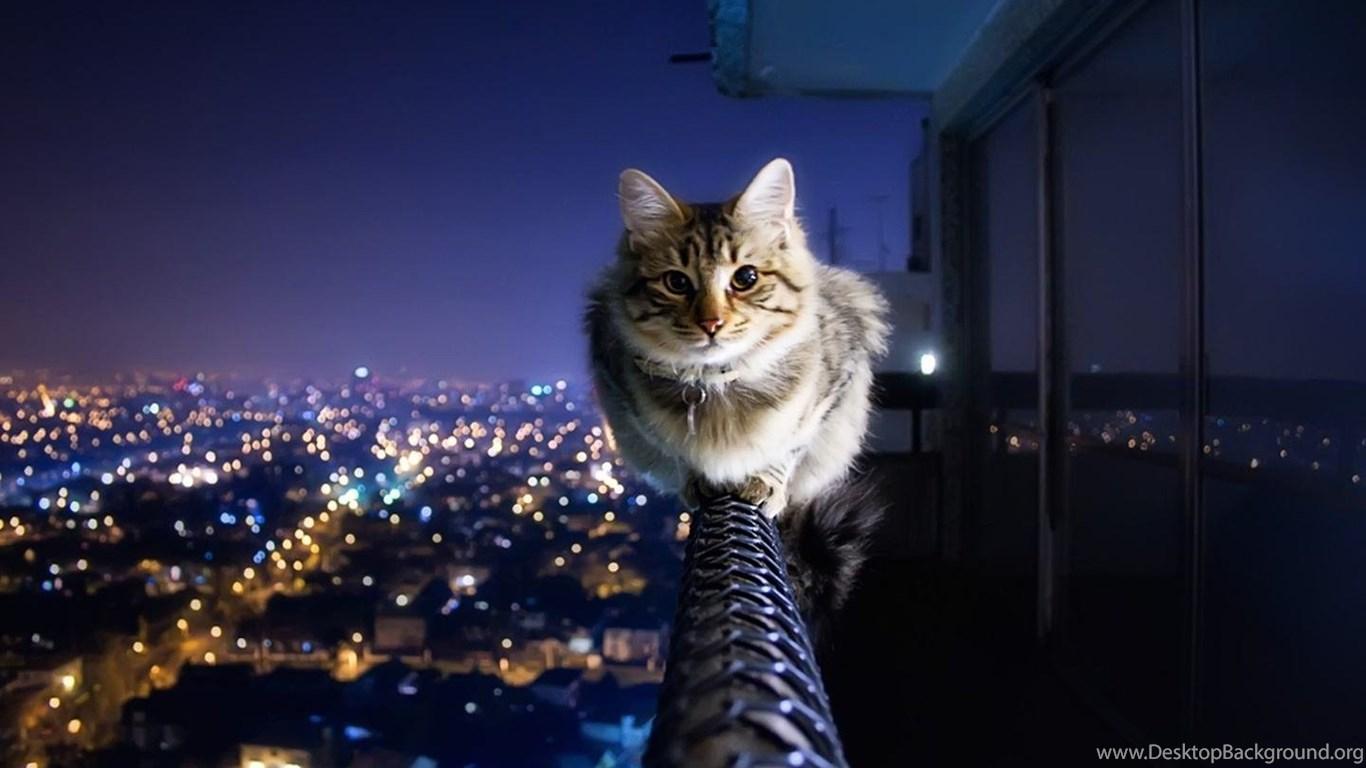 1366x768 Very Cute Background Desktop Background