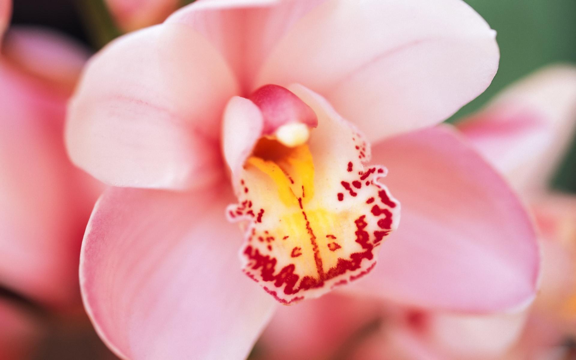 1920x1200 Free download Medical Tourism for Cosmetic Surgery [1920x1200] for your Desktop, Mobile & Tablet. Explore Wallpaper Orchid Free. Purple Orchid Wallpaper, Blue Orchid Wallpaper, Beautiful Orchids Wallpaper