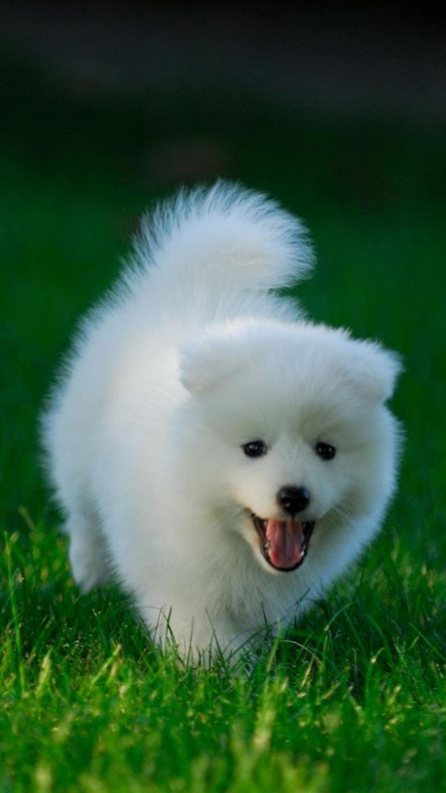 1440x2560 Free download Very Cute Wallpaper [1440x2560] for your Desktop, Mobile & Tablet. Explore Very Cute Background. Very Cute Wallpaper, Very Cute Background, Very Cute Kitten Wallpaper