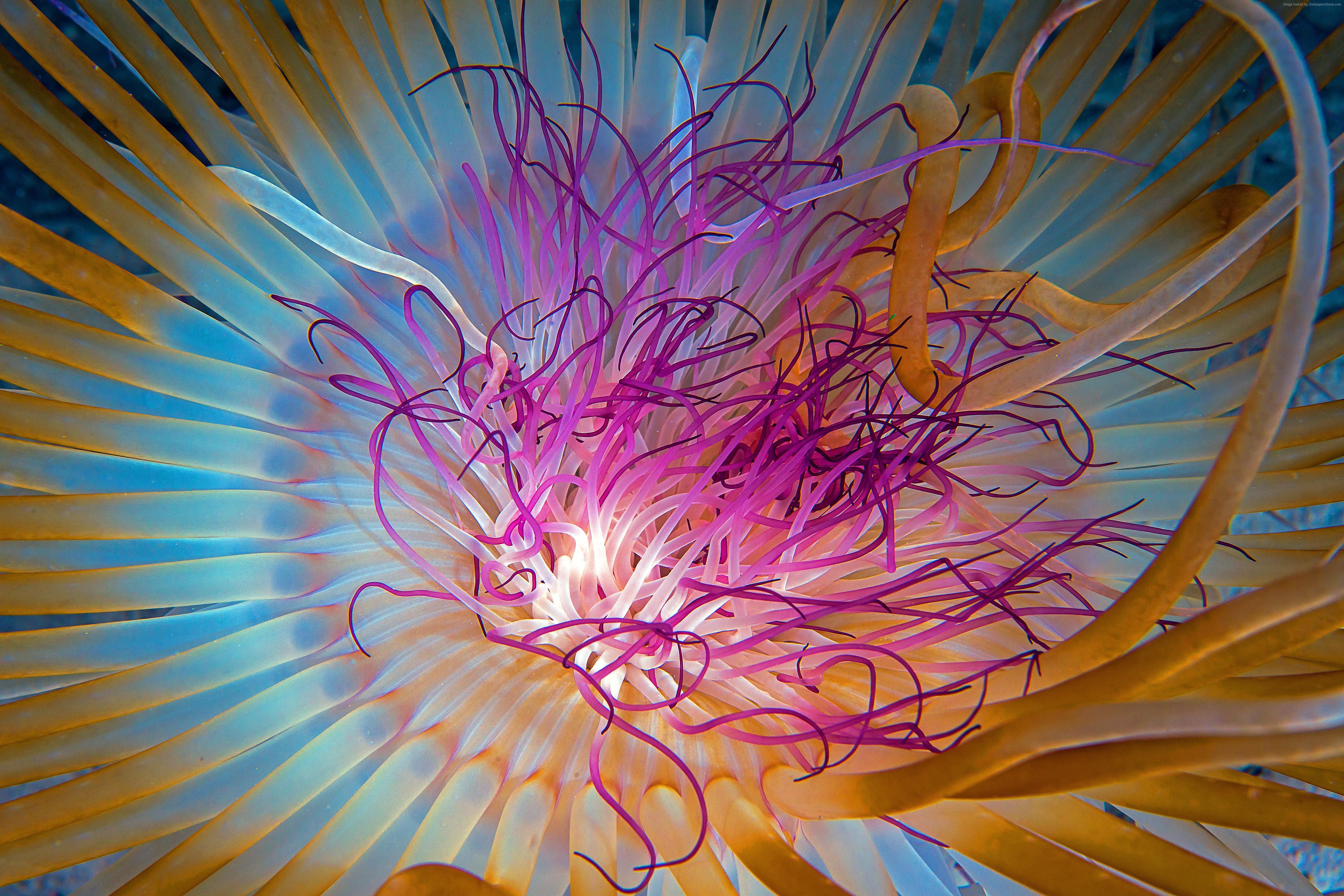 5315x3543 #Georgia, #blue, #HD, #Atlanta, #Malaysia, k, #tourism, #Indian Ocean, #Jellyfish, #orange, #diving, k wallpaper, #Worlds best diving sites. Mocah HD Wallpaper