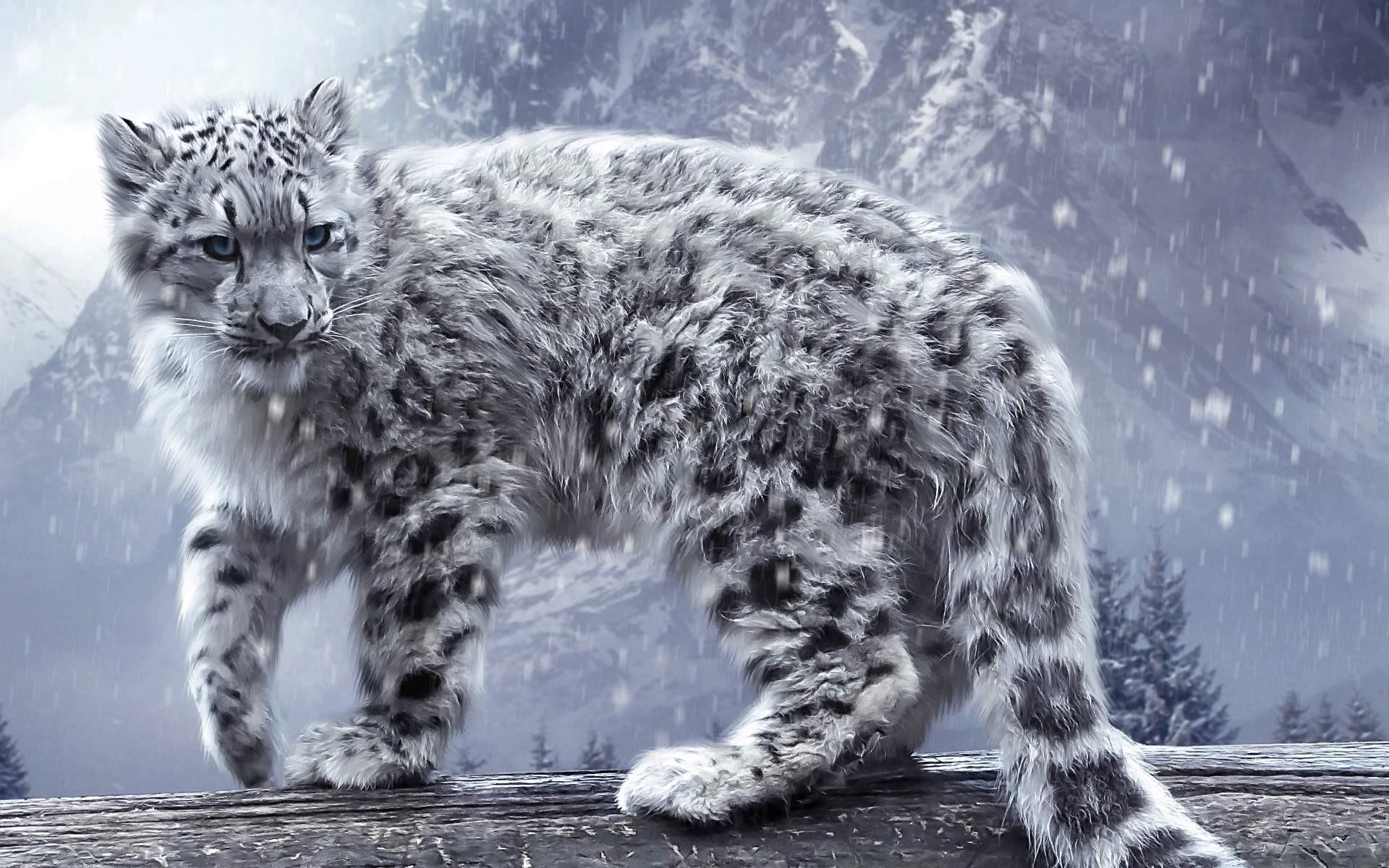 1920x1200 leopard, Snow Leopards, Animals, Nature, Snow, Winter Wallpaper HD / Desktop and Mobile Background
