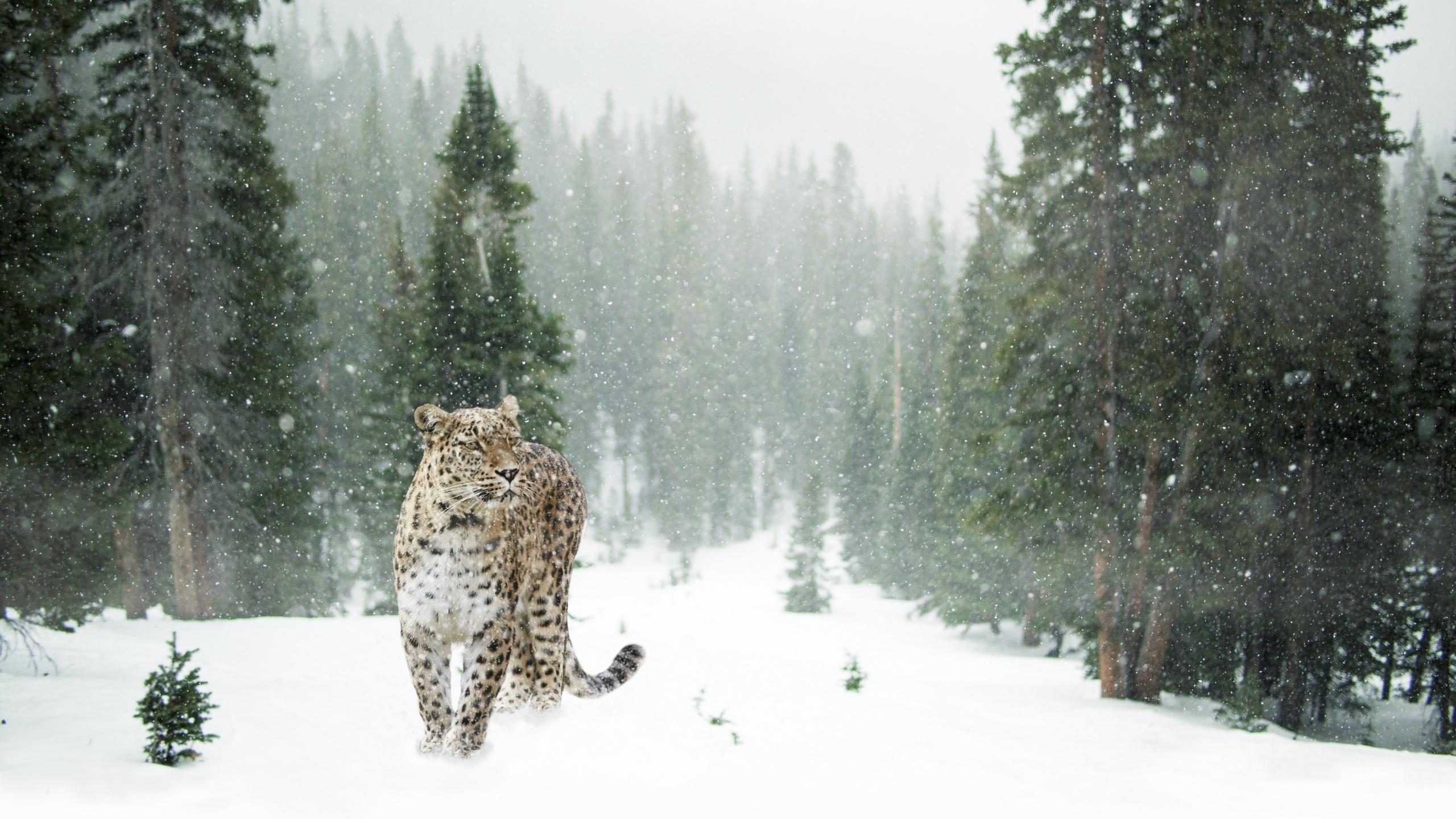 2560x1440 Leopard Wallpaper 4K, Snow, Winter, Forest, Snow leopard, Pine trees, Animals