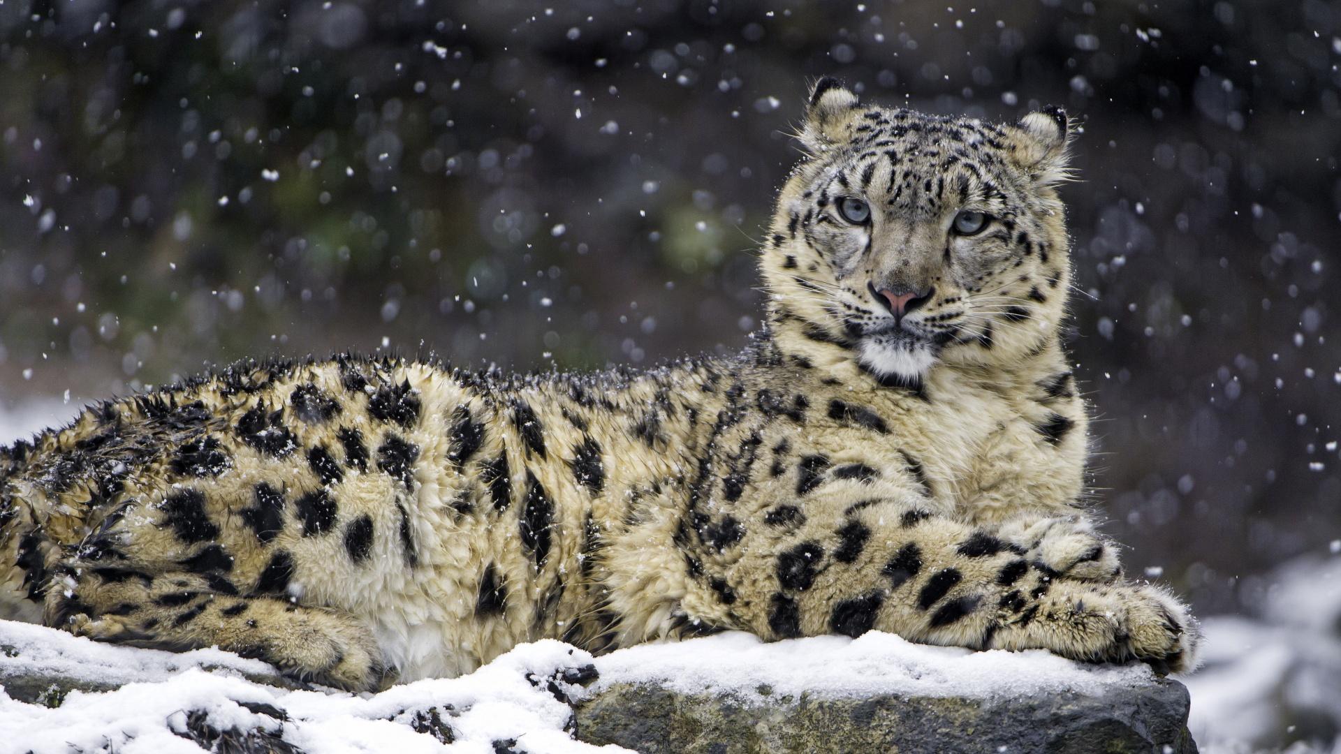 1920x1080 Snow leopard Wallpaper 4K, Winter, Big Cat, Wildlife, Predator, Carnivore, Animals