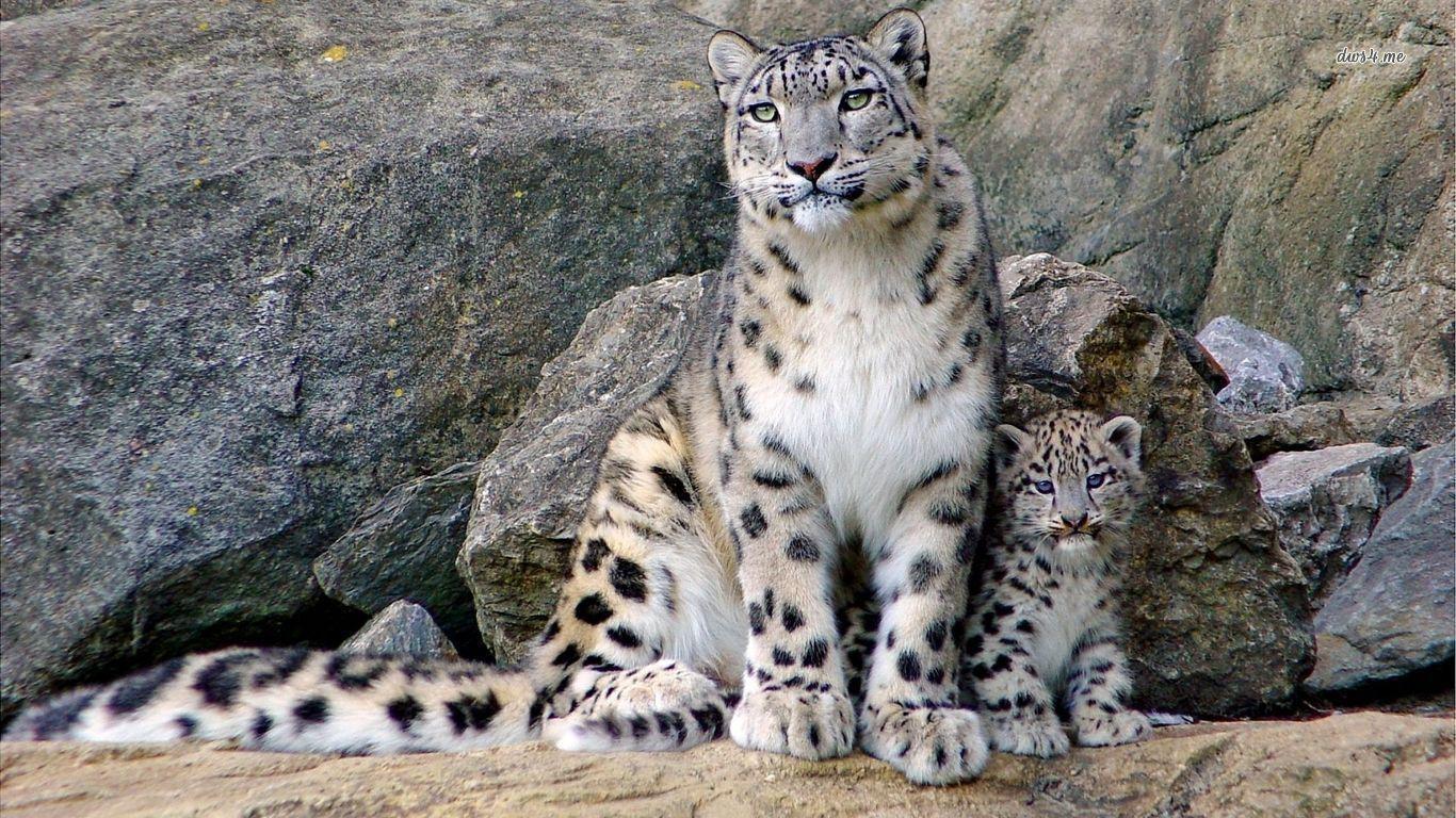 1366x768 Snow Leopard Cubs Wild Animals Wallpaper