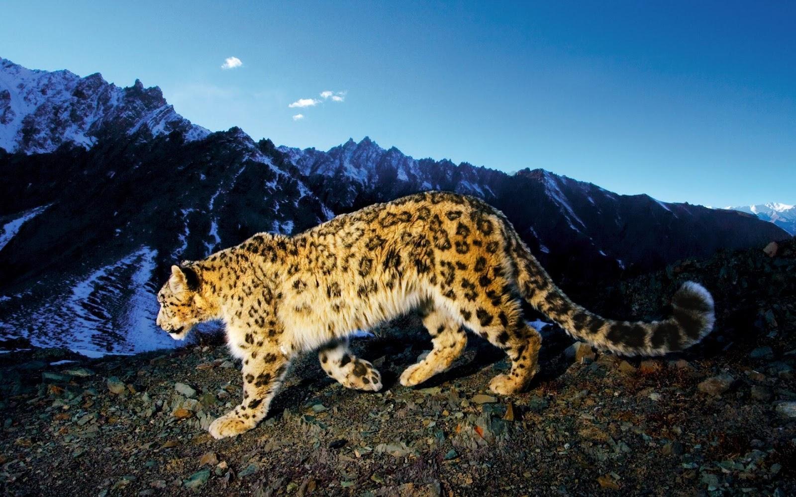 1600x1000 Wallpaper and picture: Leopard in winter wallpaper (1920 x 1200)