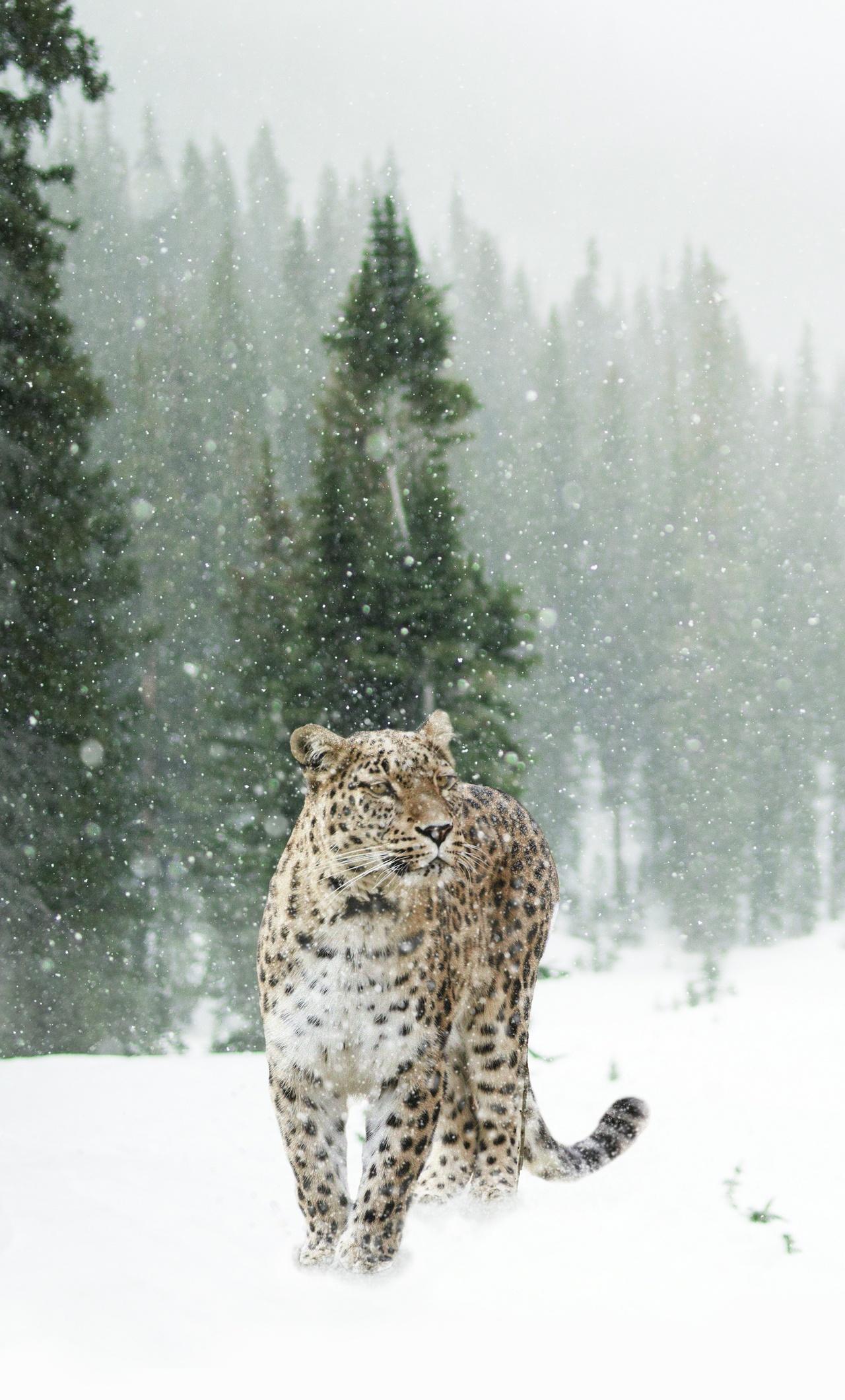 1280x2120 Persian Leopard In Snow 5k iPhone HD 4k Wallpaper, Image, Background, Photo and Picture
