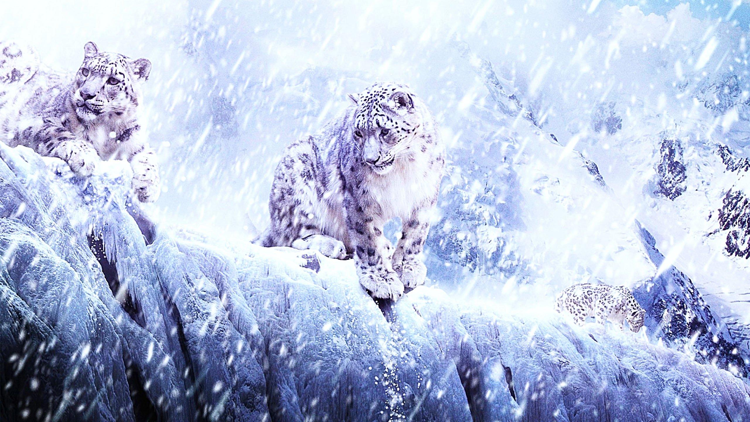 2560x1440 winter, Snow, Nature, Landscape, Art, Artwork, Fantasy, Leopard Wallpaper HD / Desktop and Mobile Background