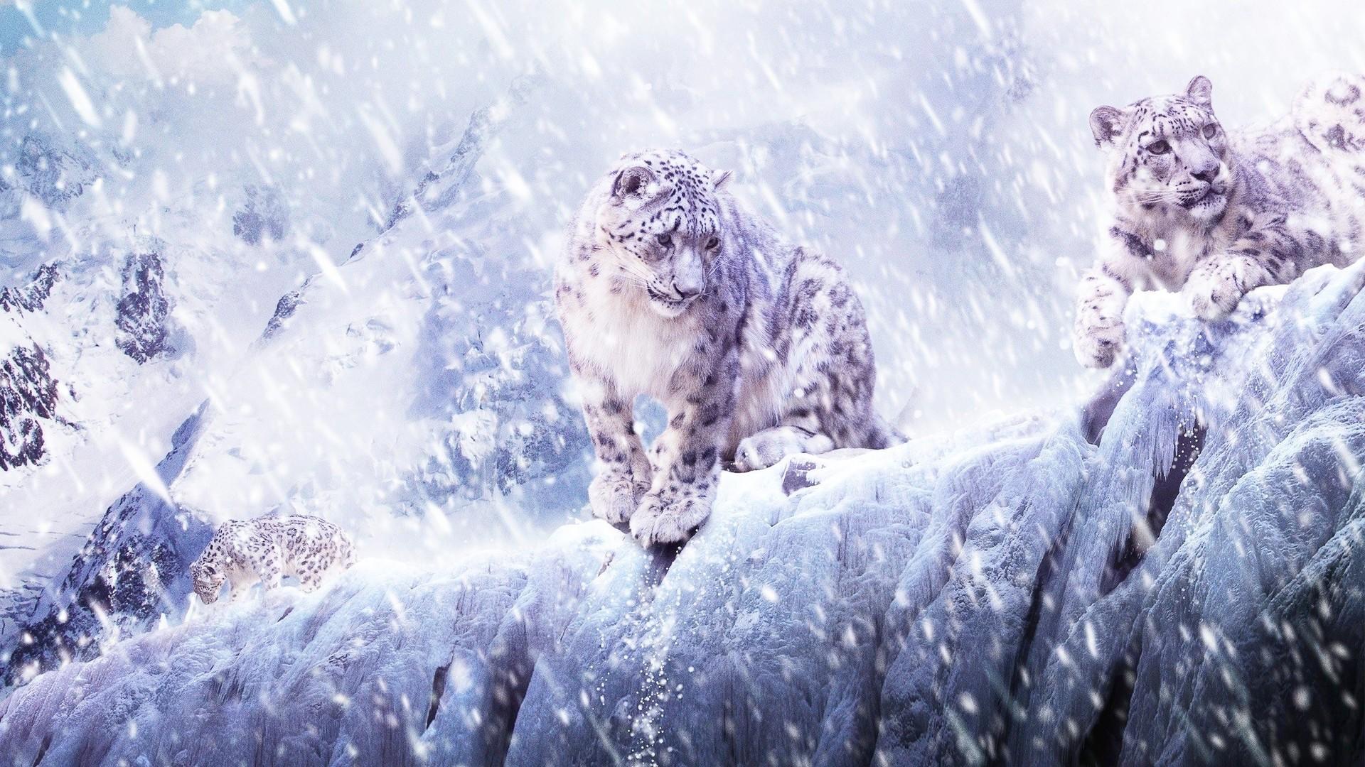 1920x1080 Free download Snow Leopard HD Wallpaper [1920x1080] for your Desktop, Mobile & Tablet. Explore Snow HD Wallpaper. Snow Wallpaper For Desktop Free, Snow Computer Wallpaper, Free Winter Snow Desktop Wallpaper