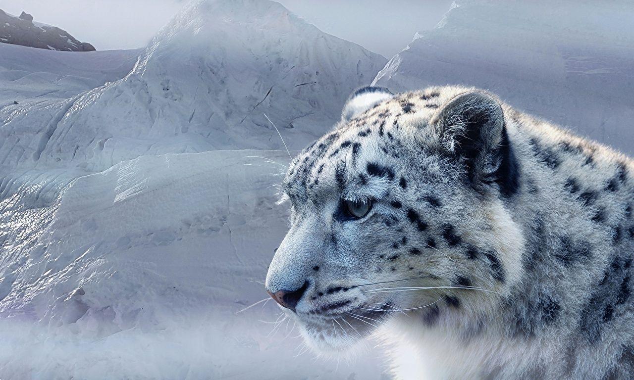 1280x768 Wallpaper Snow leopards Snout Head Animals. Snow leopard, Animals, Wild cats