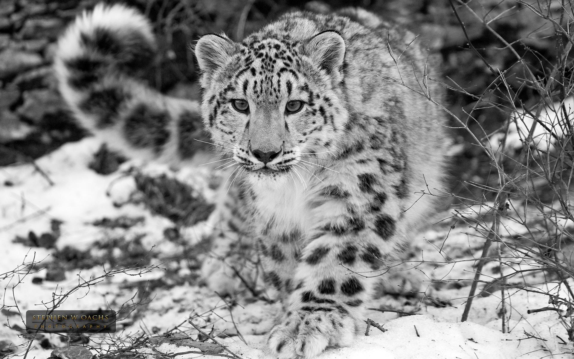 1920x1200 Download Wallpaper snow winter irbis leopard stephen oachs, 1920x Snow Leopard