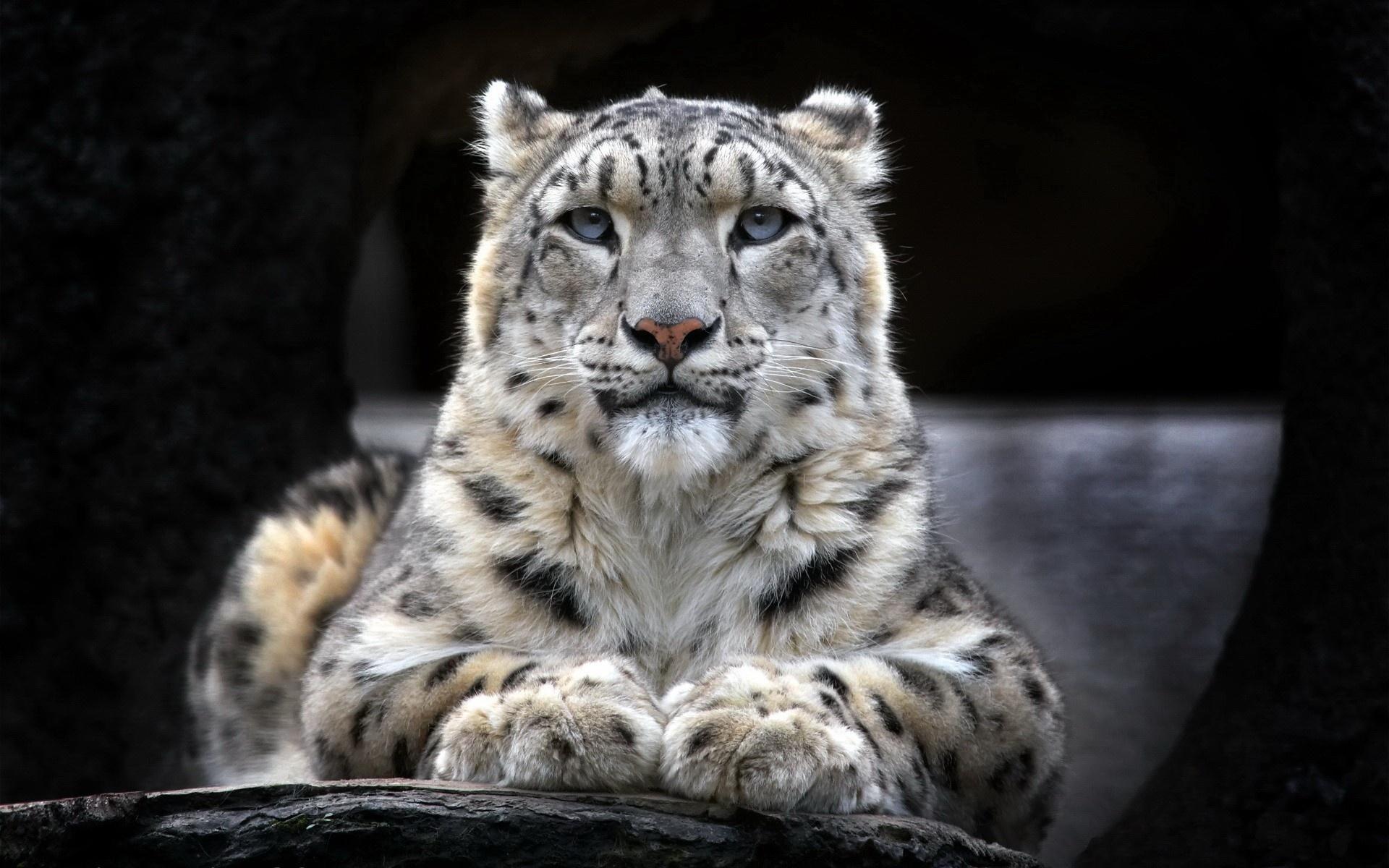 1920x1200 Snow leopard Wallpaper in jpg format for free download