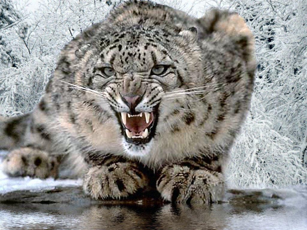 1024x768 Angry Snow Leopard Desktop Wallpaper