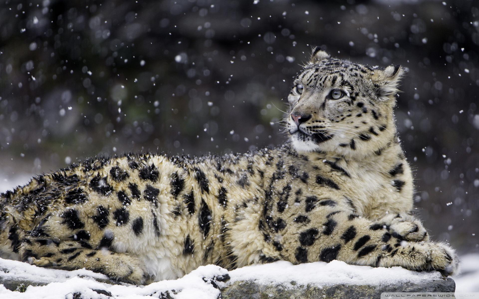 1920x1200 Beautiful Snow Leopard Wild Animal, Snowflakes, Winter Ultra HD Desktop Background Wallpaper for 4K UHD TV : Widescreen & UltraWide Desktop & Laptop : Tablet