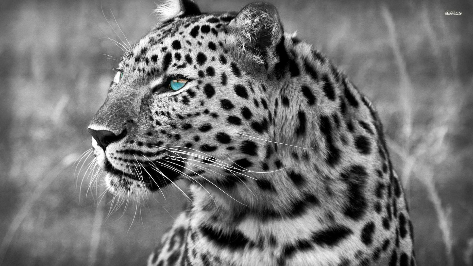 1920x1080 Snow Leopard Wallpaper Android Apps On Google Play Leopard Wallpaper 4k