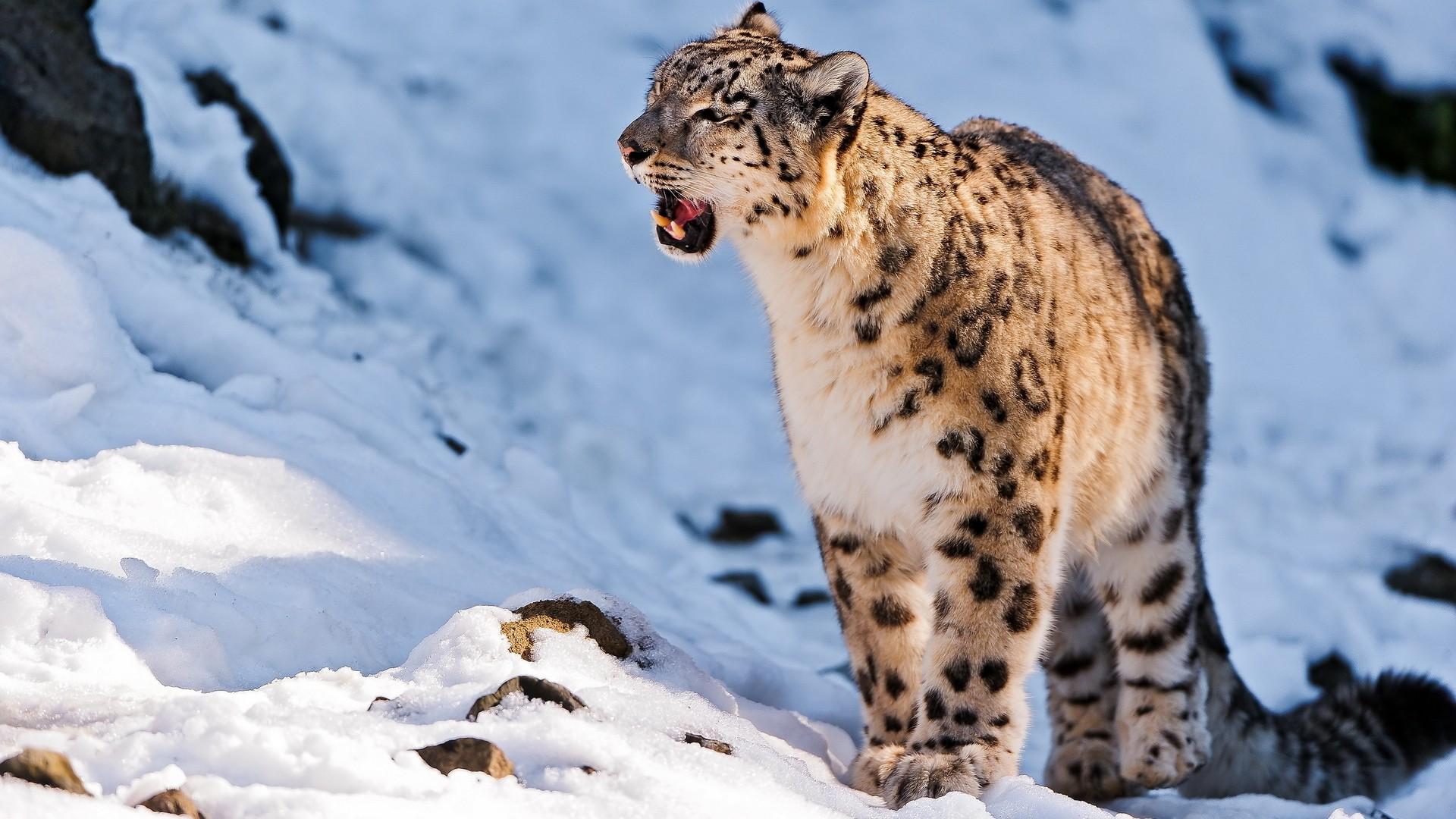1920x1080 Snow Leopard Wallpaper