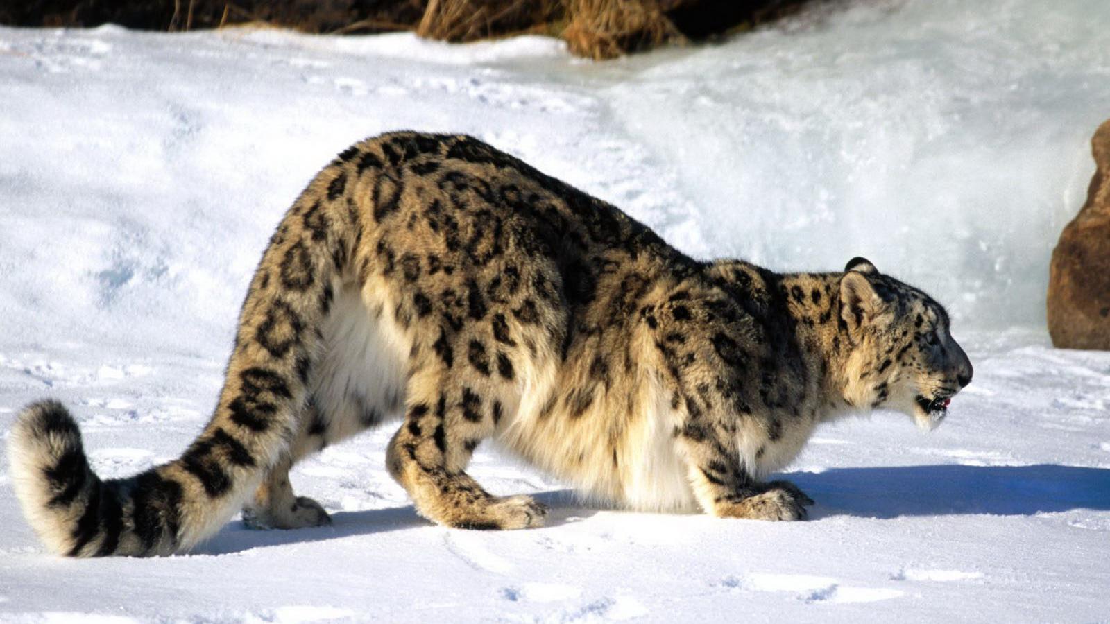 1600x900 Free download snow leopard wallpaper download snow leopard snow leopard HD snow [1600x900] for your Desktop, Mobile & Tablet. Explore Snow Leopard Background. Hackintosh Wallpaper, Mac Snow Leopard Wallpaper