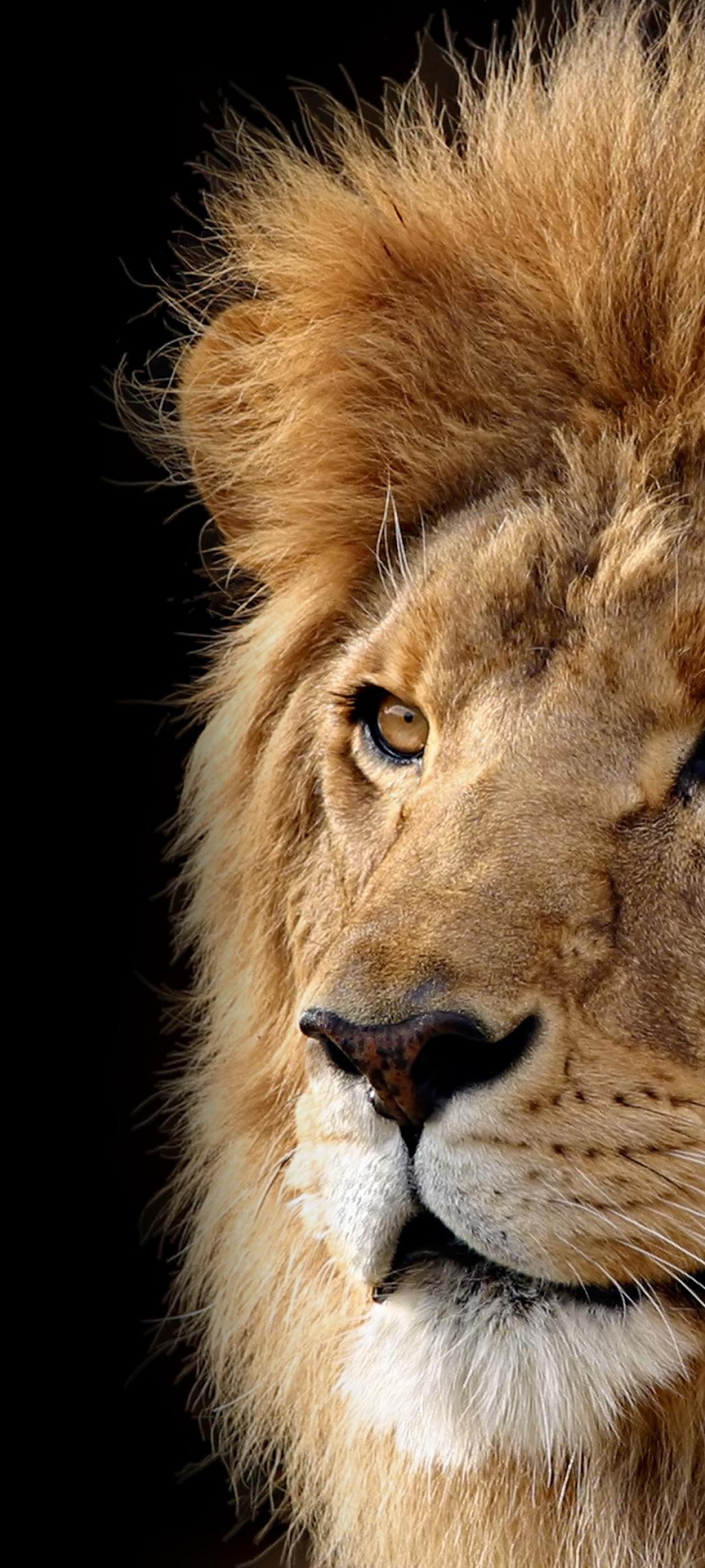 1080x2400 Mac OS X Lion Wallpaper 4K, Lion, Black background, Stock, Animals