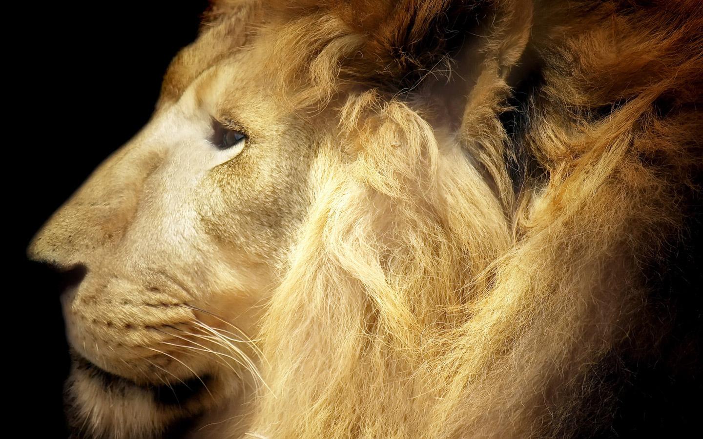 mac wallpaper lion