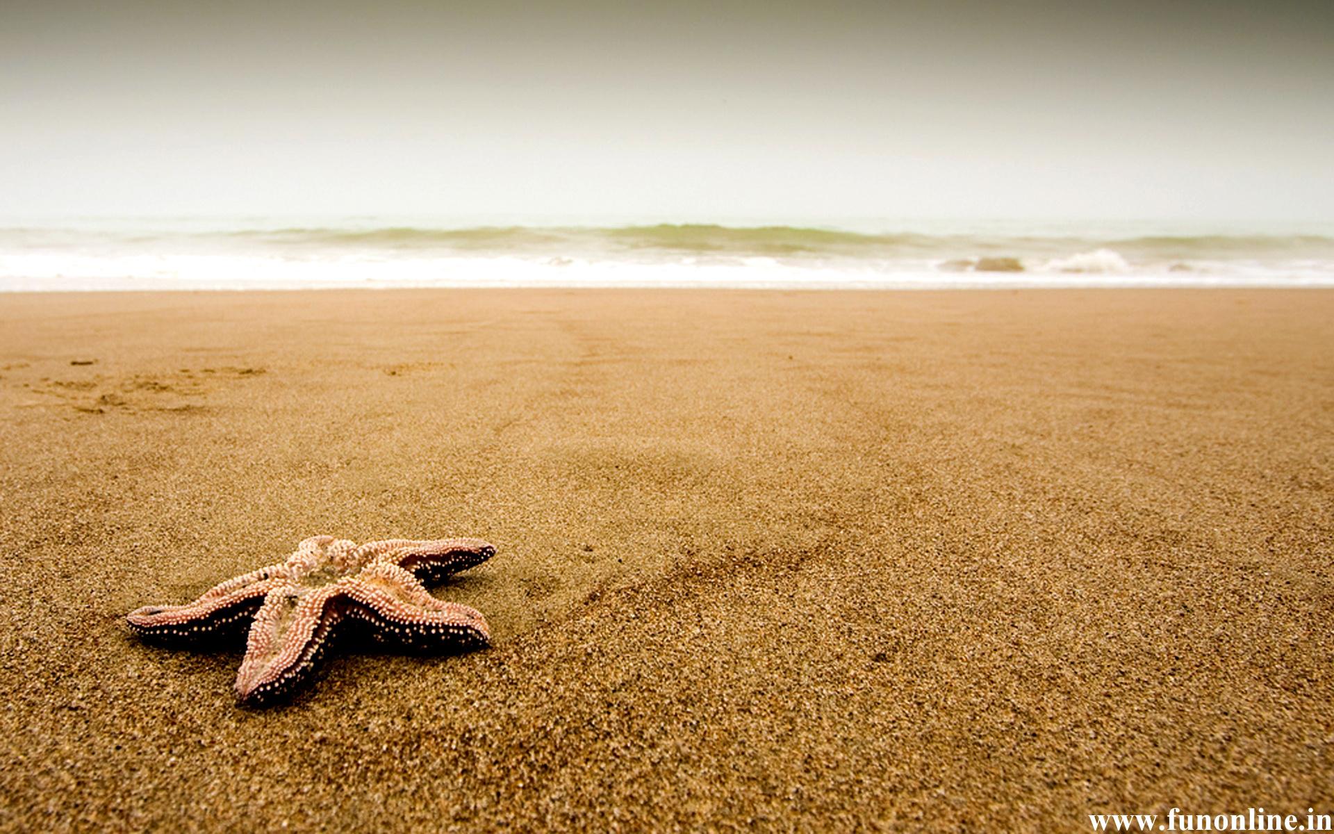 1920x1200 Free download attractive sea star or starfish wallpaper amazing starfish at beach [1920x1200] for your Desktop, Mobile & Tablet. Explore Beach and Starfish Wallpaper. Starfish Wallpaper for Computer, Starfish