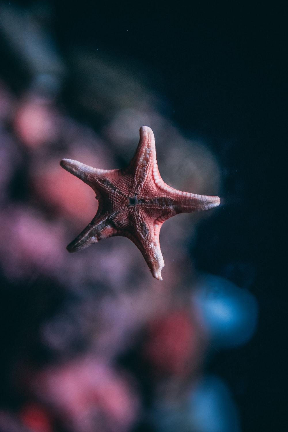 1000x1500 Sea Star Picture. Download Free Image