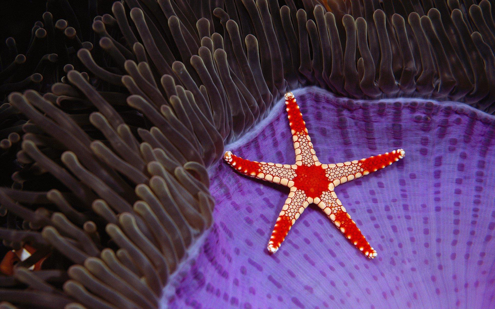 Sea Star Wallpapers Top Free Sea Star Backgrounds Wallpaperaccess