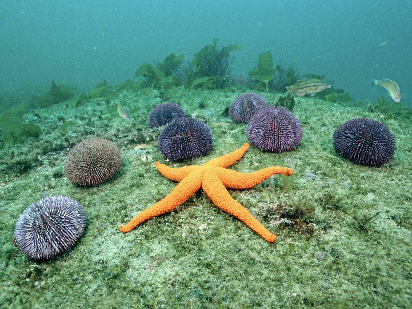 1600x1200 Starfish HD Wallpaper Wallpaper. Underwater wallpaper, Starfish habitat, Starfish