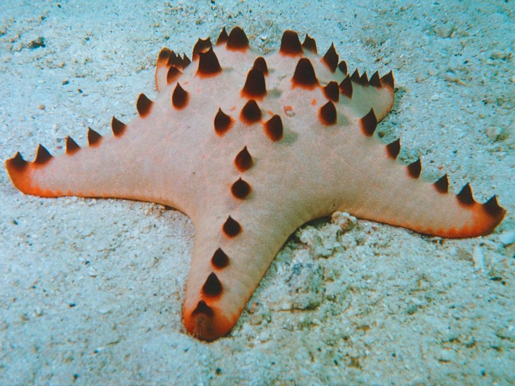 1024x768 Starfish Ocean Underwater Wallpaper