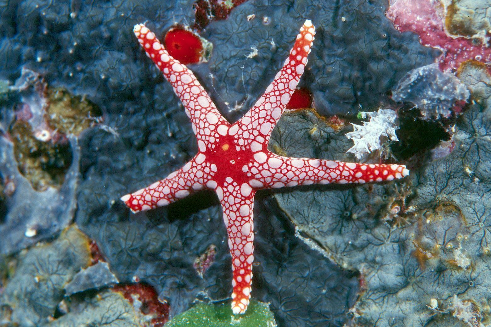 1560x1040 Free Cool Wallpaper: sea star wallpaper