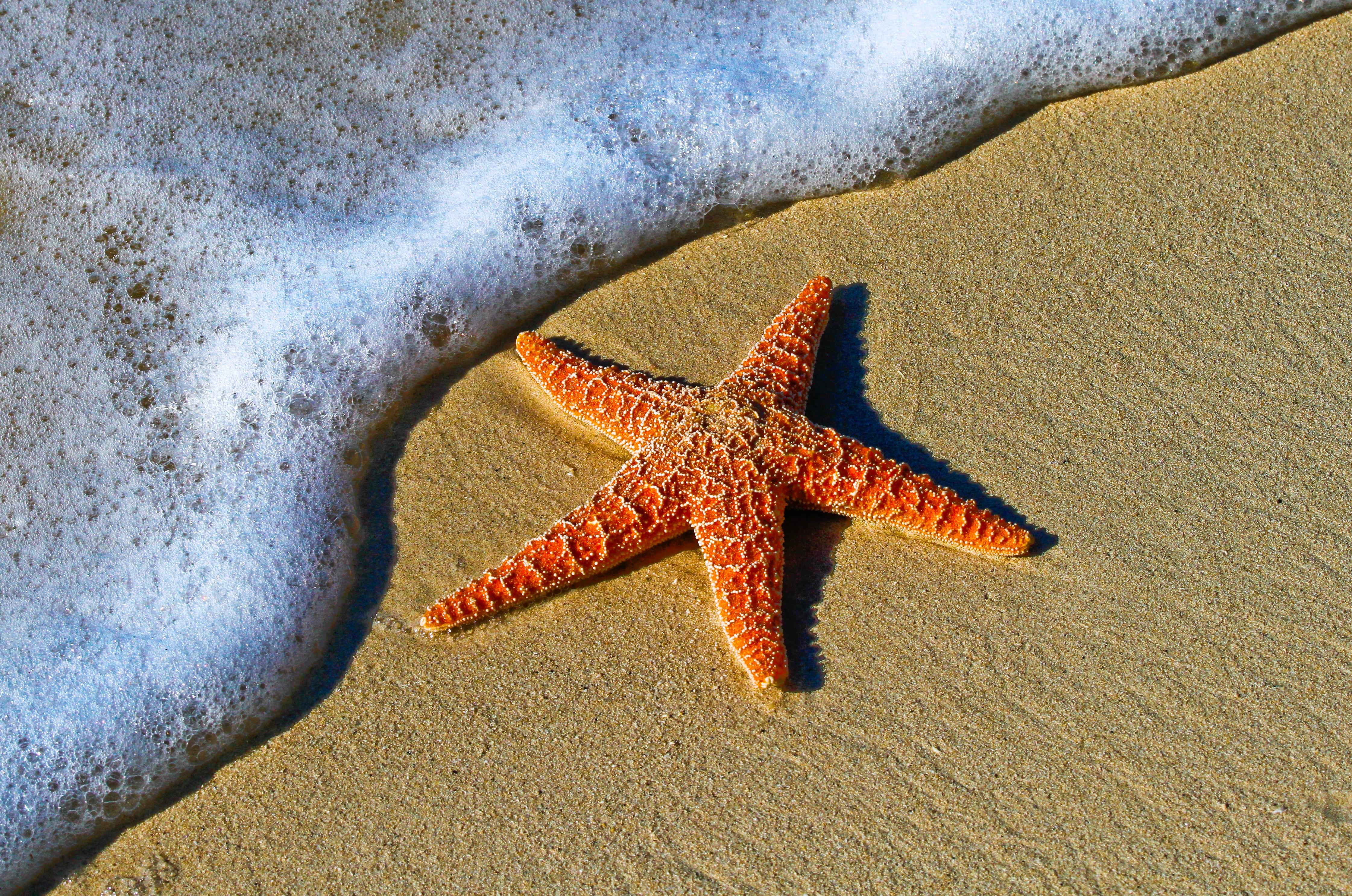 4484x2973 4484x2973 #florida, #star, #key west, #echinoderm, #seastar, #sea star, #shore, #sunlight, #wave, #shadow, #usa, #water, #PNG image, #foam, #ocean, #beach, #orange, #starfish, #sea, #sand, #wafe. Mocah HD Wallpaper