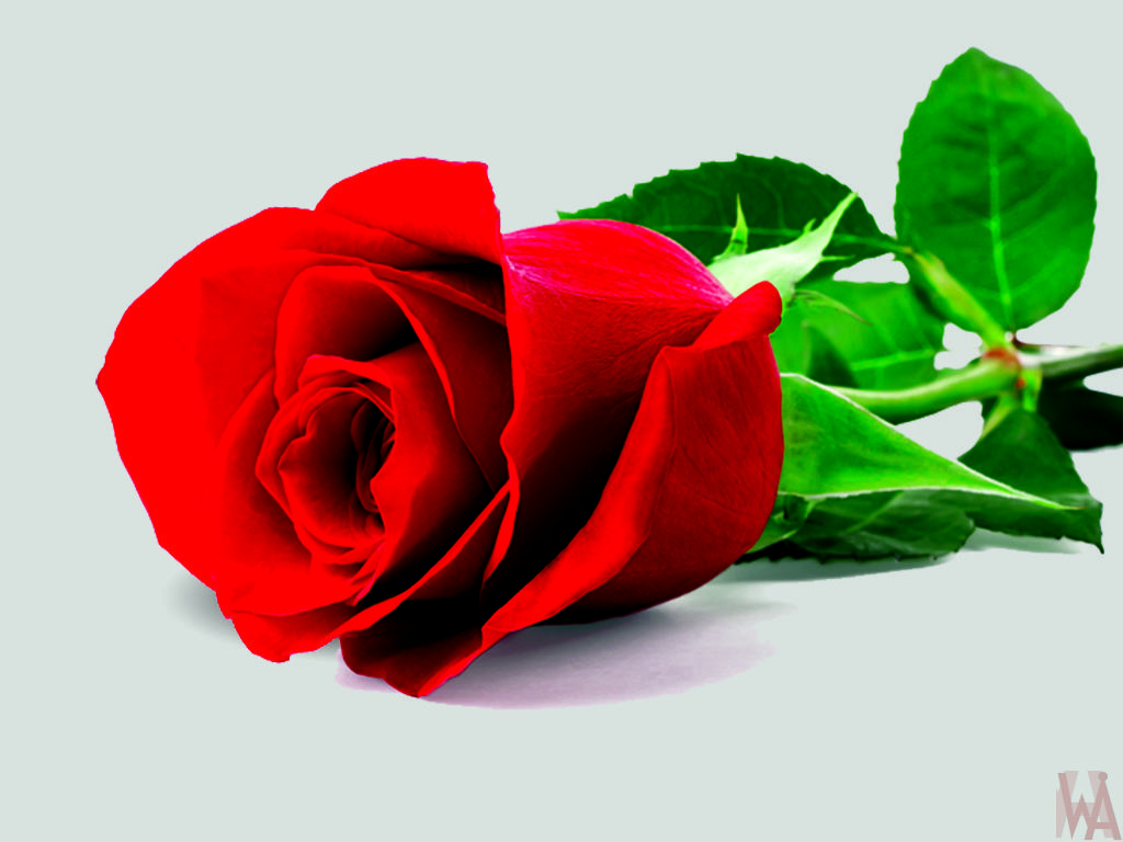 Single Red Rose Wallpapers - Top Free Single Red Rose Backgrounds -  WallpaperAccess