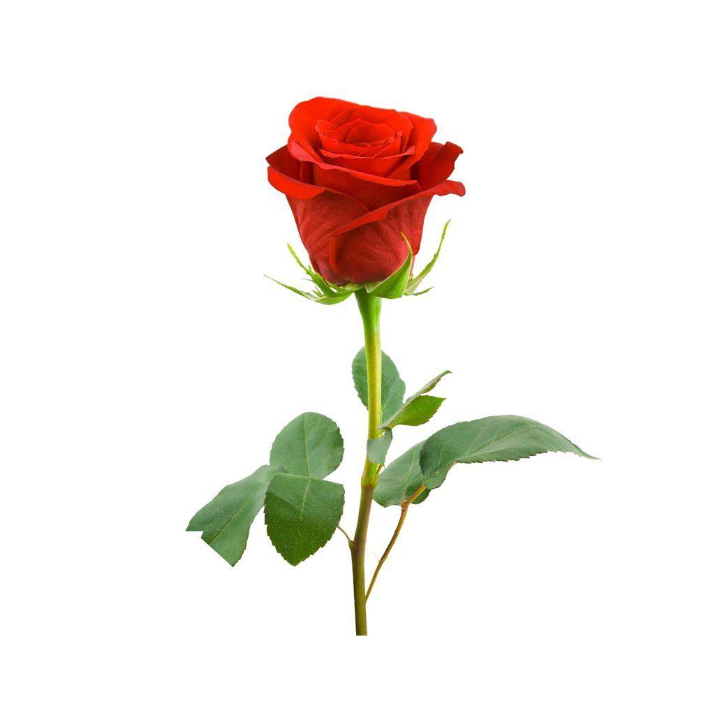 1024x1024 Dreamland GPS 23' 5”N Candle. Single red rose, Beautiful roses, Hybrid tea roses