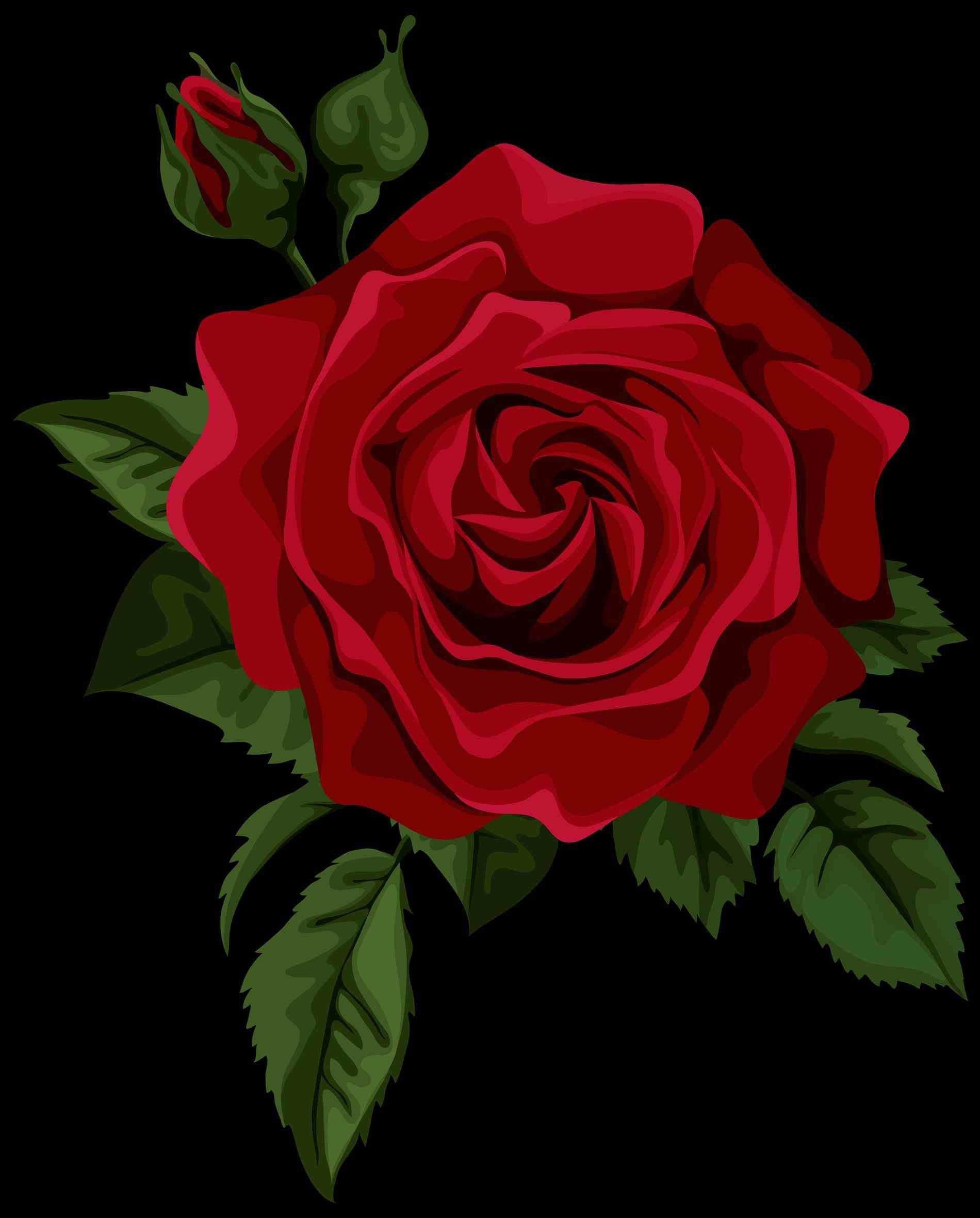 1900x2361 Single Red Rose Wallpaper 56 Background Rose Transparent Png