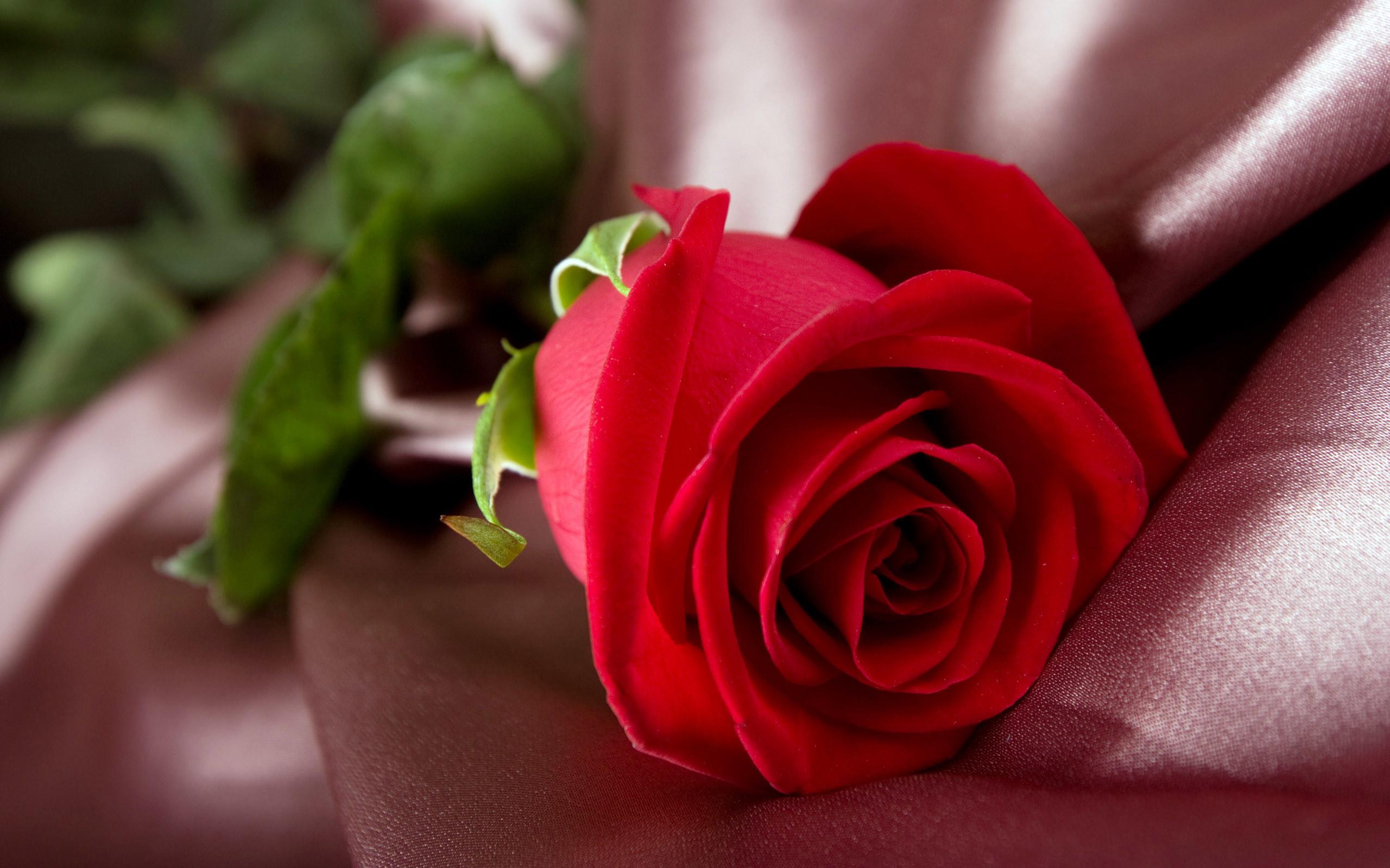 2560x1600 Red Rose