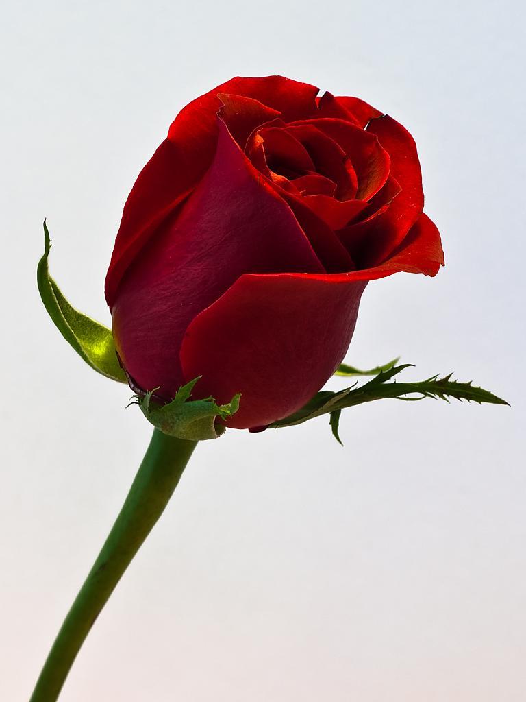 768x1024 Single Red Rose Wallpaper