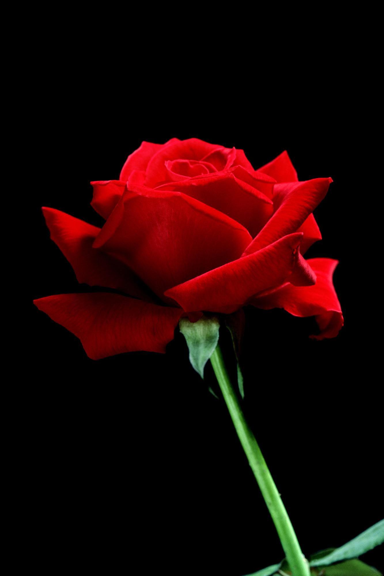 1333x1999 A Single Red Rose. Red Roses, Rose Wallpaper, Painting The Roses Red