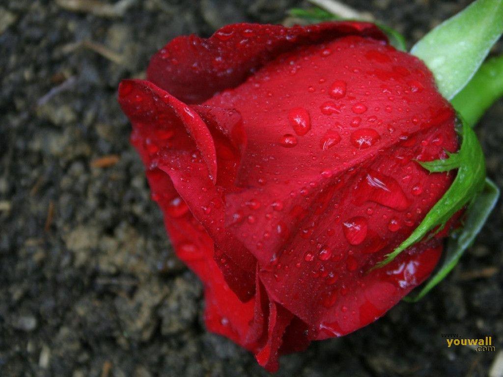 1024x768 Beautiful Red Rose Wallpaper Background Beautiful Red Rose HD Wallpaper