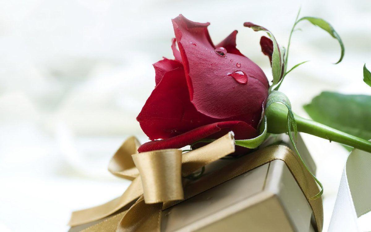 1200x750 Red Rose Wallpaper