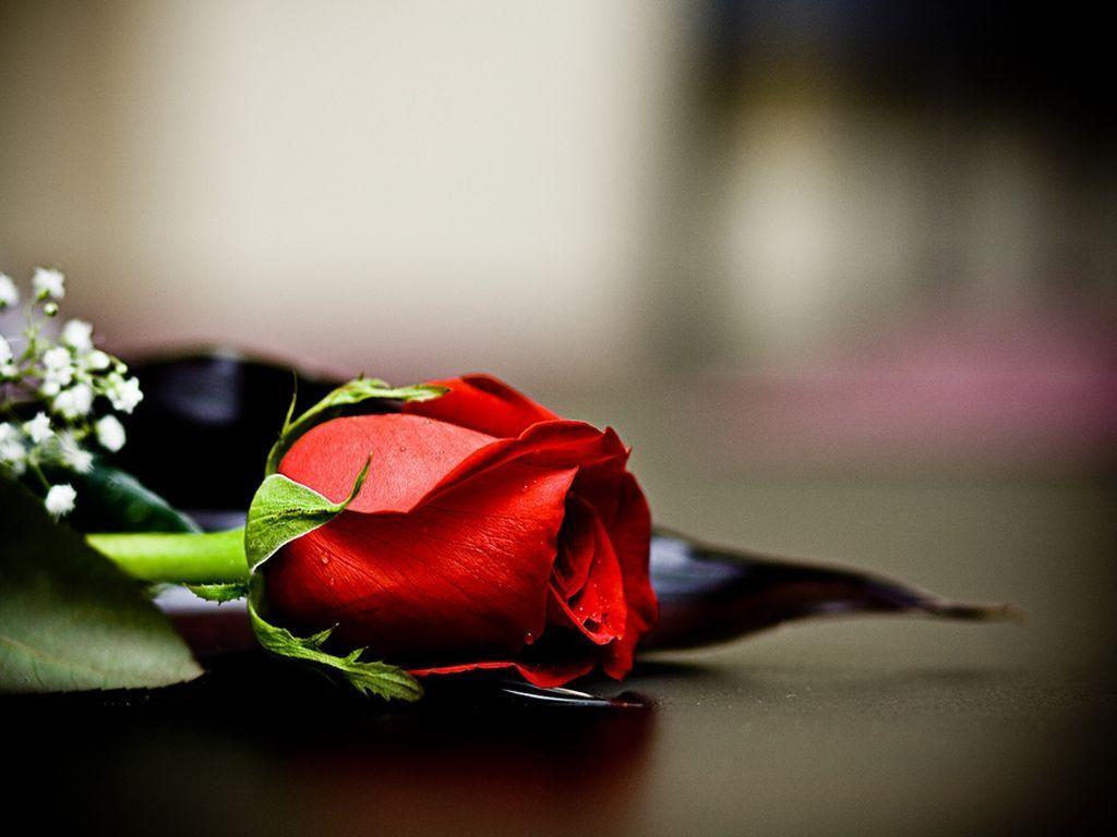 1024x768 Free Wallpaper Red Rose Love Single
