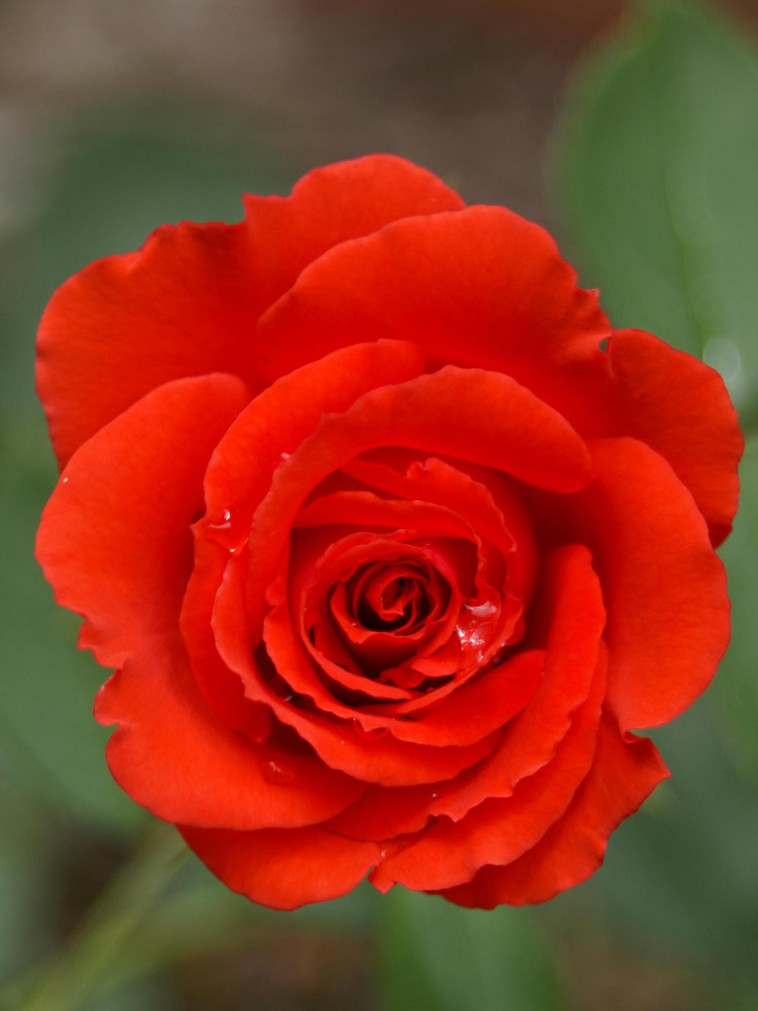 1536x2048 Free download SINGLE RED ROSE WALLPAPER 99434 HD Wallpaper [wallpaperinhq [3872x2592] for your Desktop, Mobile & Tablet. Explore Single Red Rose Wallpaper. Rose Wallpaper, Red Rose Wallpaper Free Download