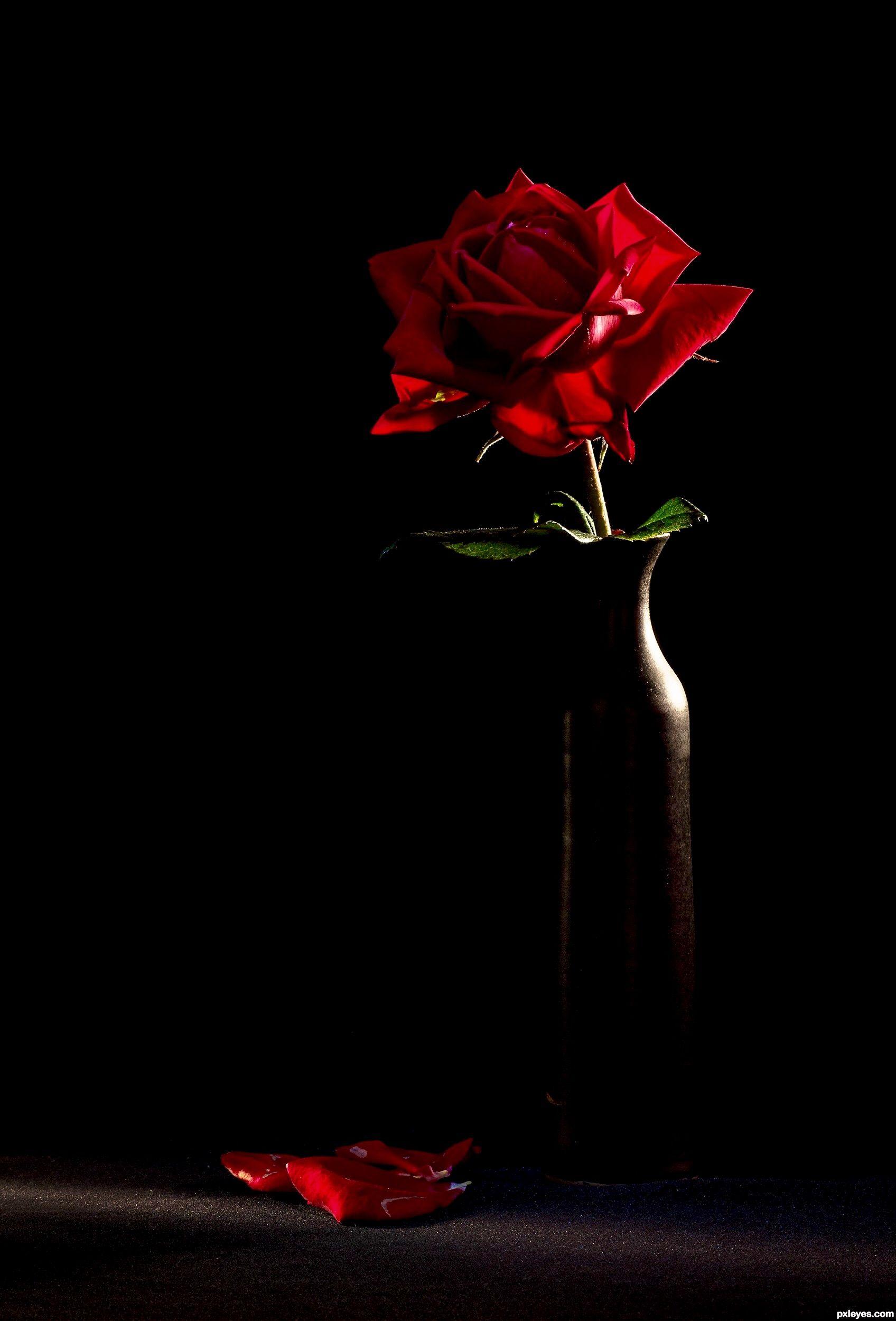1696x2500 √ Single Red Rose Black Background