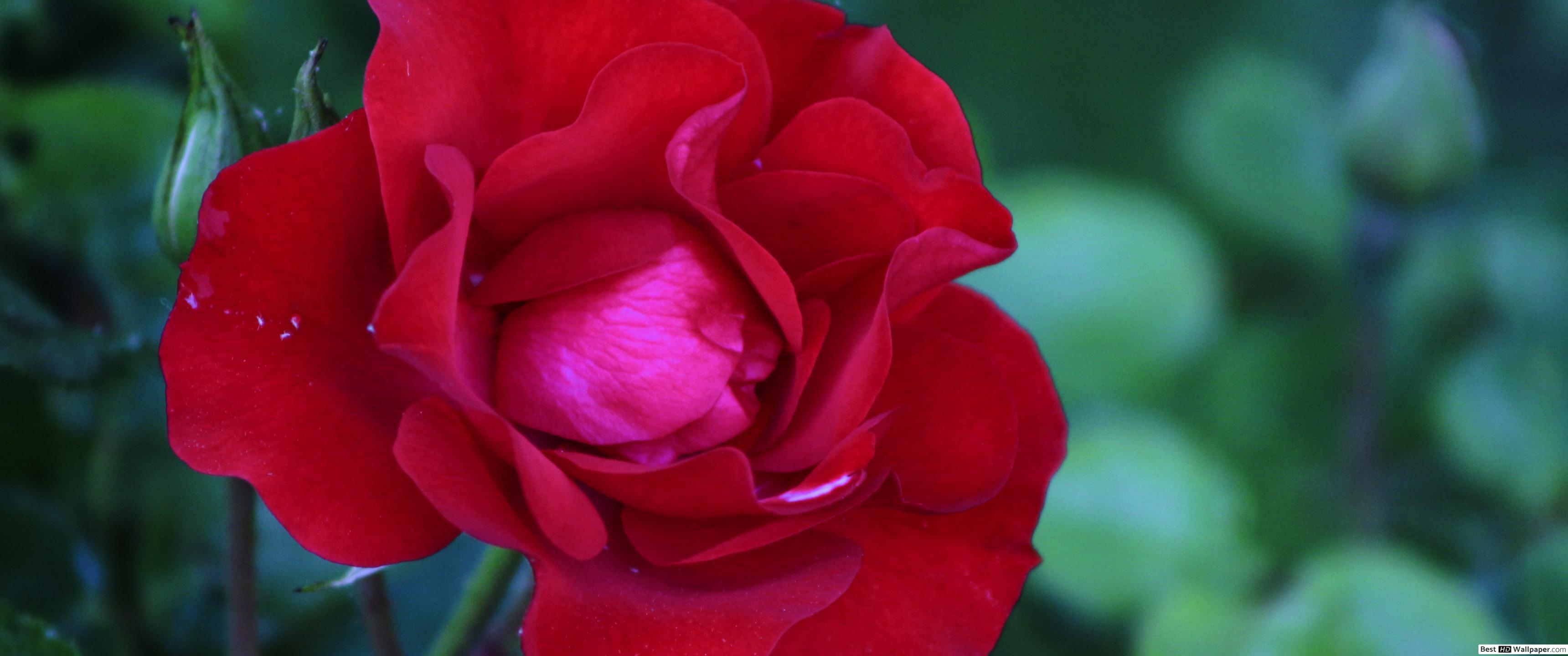 3440x1440 Single red rose HD wallpaper download