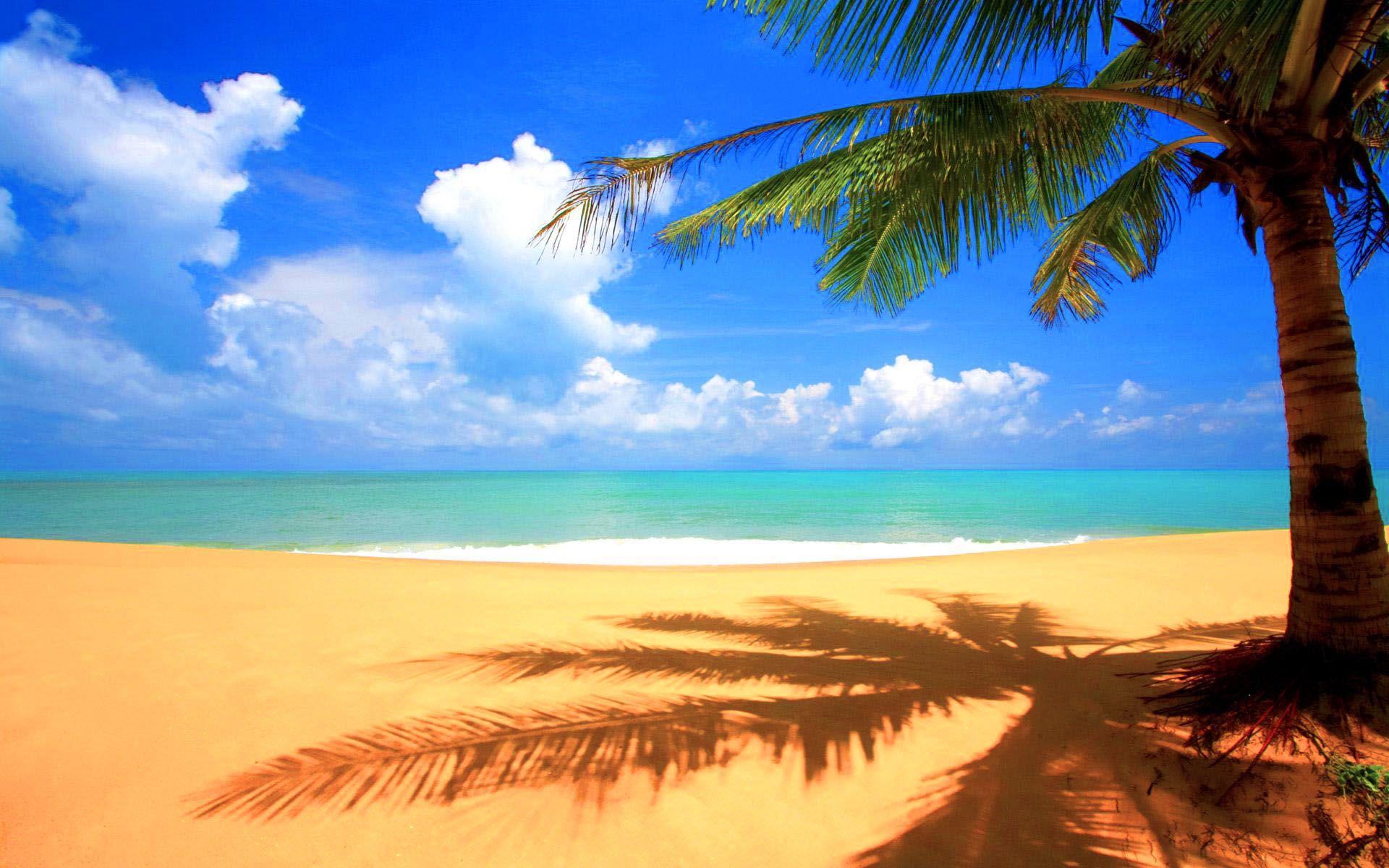 1920x1200 Palm Tree Desktop Wallpaper Group 1920×1200 Palm Trees Beach Wallpaper (32 Wallpaper).. Tree desktop wallpaper, Scenery wallpaper, Tree wallpaper background