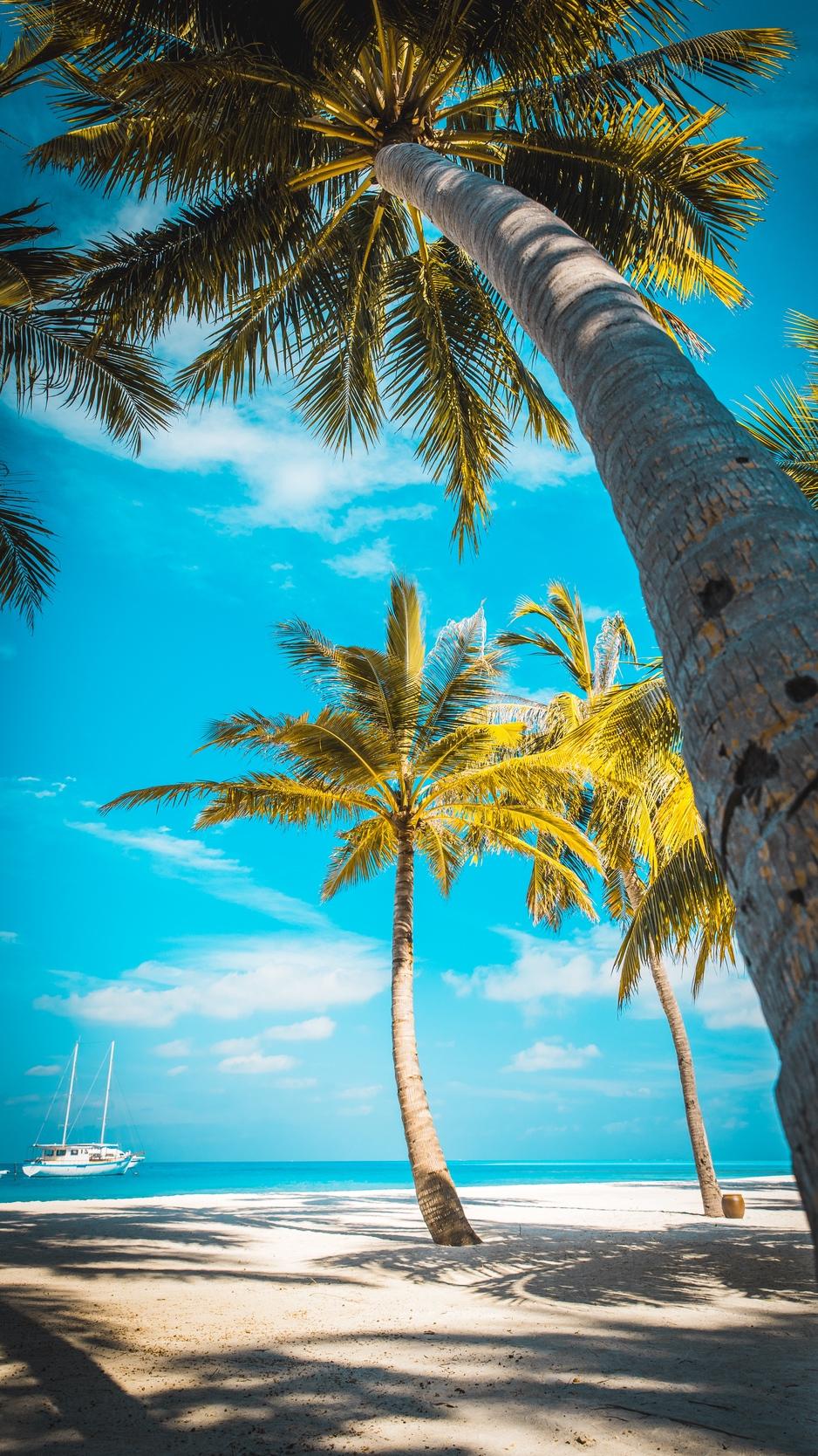 938x1668 Wallpaper Palm Trees, Beach, Sand, Tropics, Paradise Palm Tree Beach Background