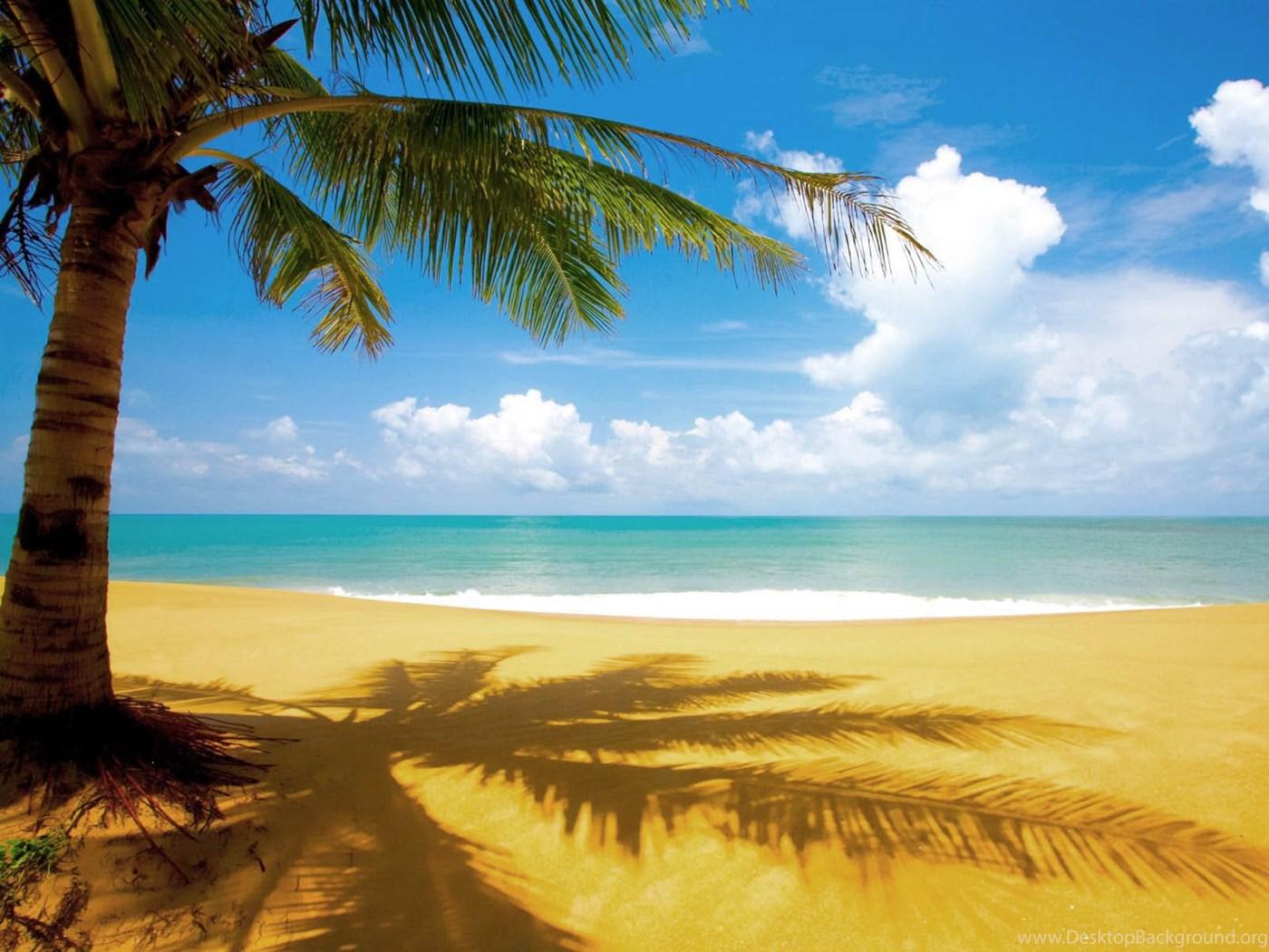 1400x1050 Coconut Tree In Beach Wallpaper HD Desktop Background