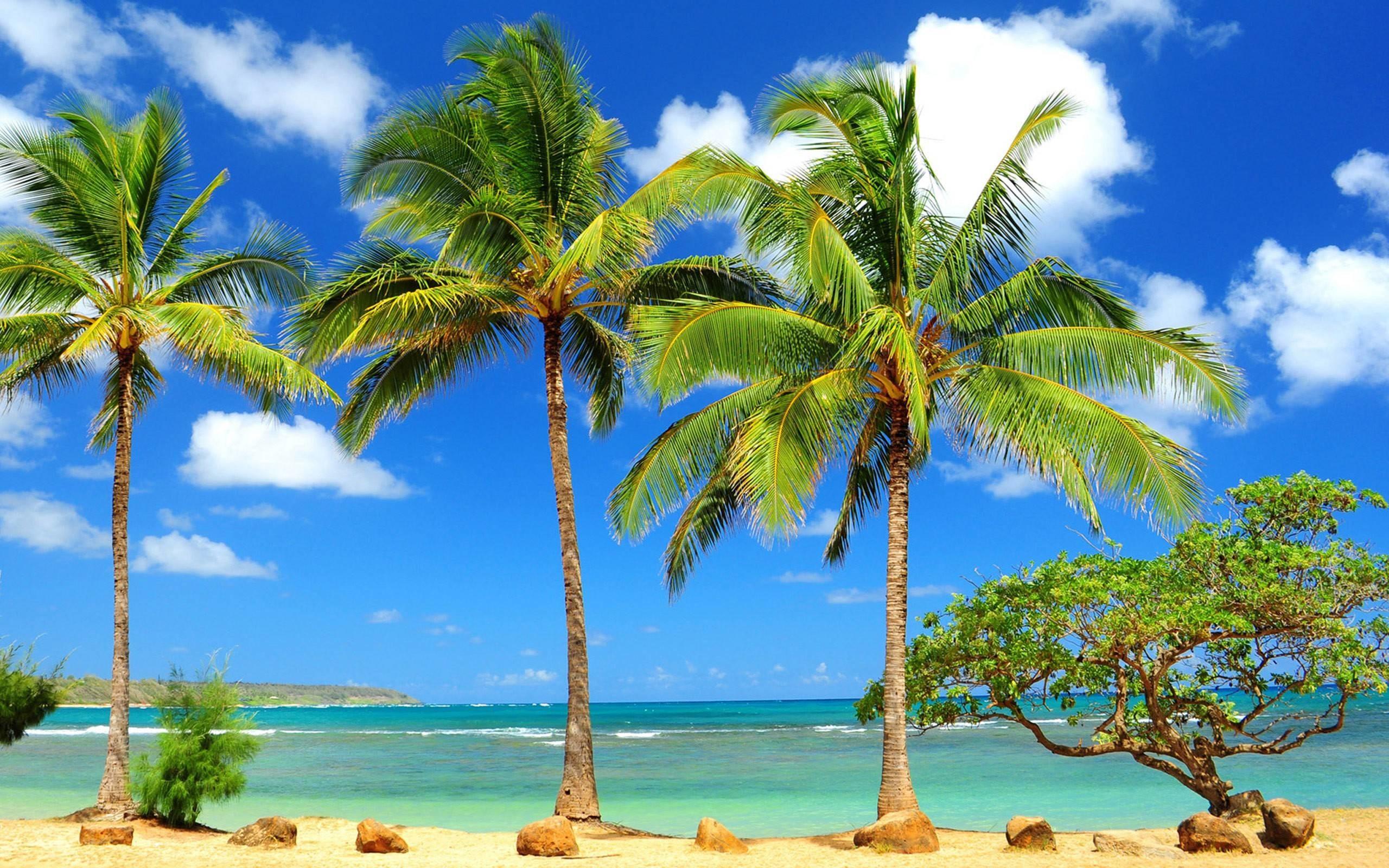 2560x1600 Tropical Beach Wallpaper For Chromebook